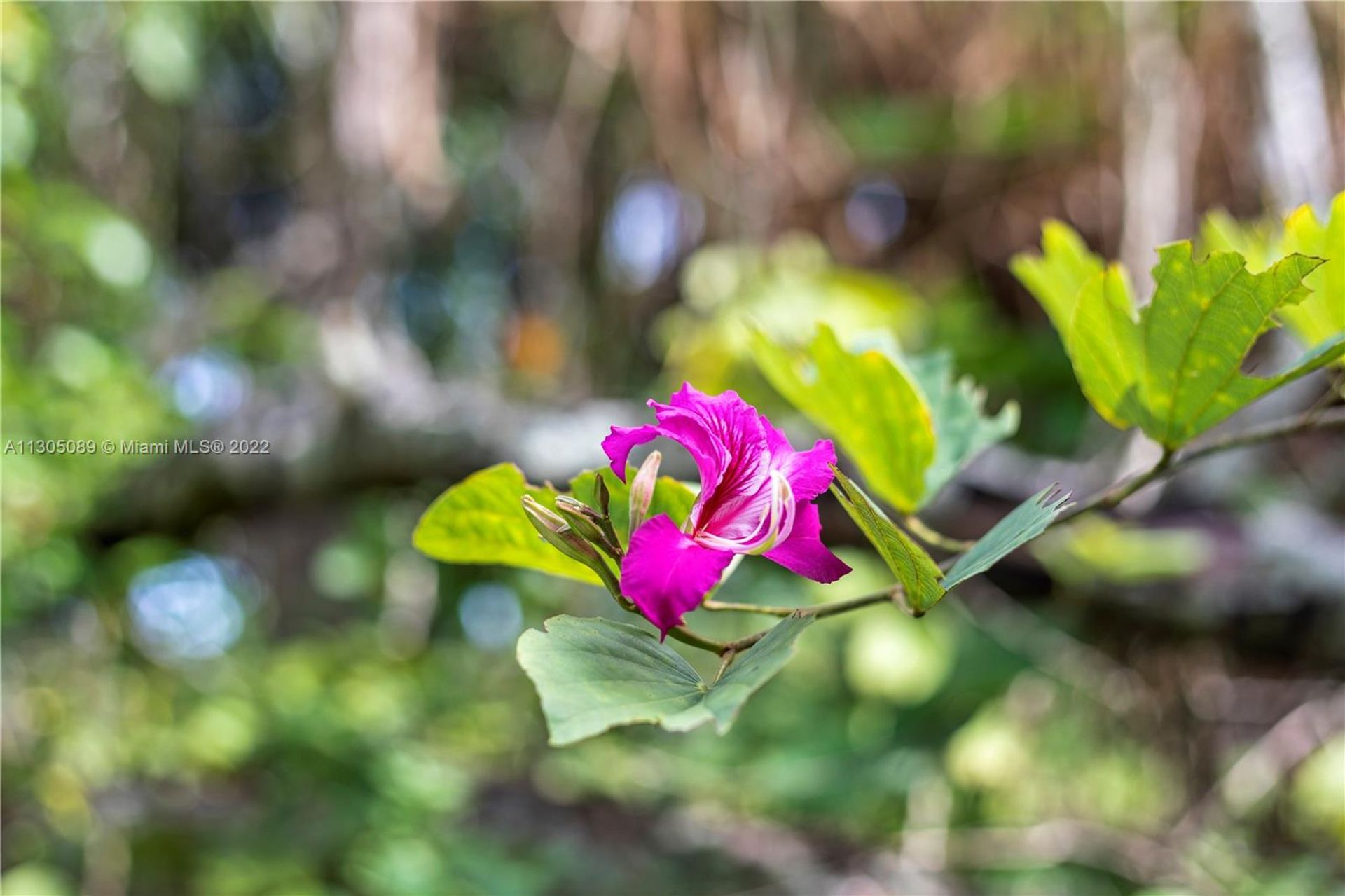 房子 在 Homestead, Florida 11622251