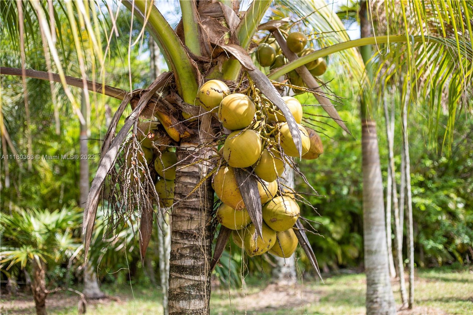 بيت في Miami, Florida 11622607