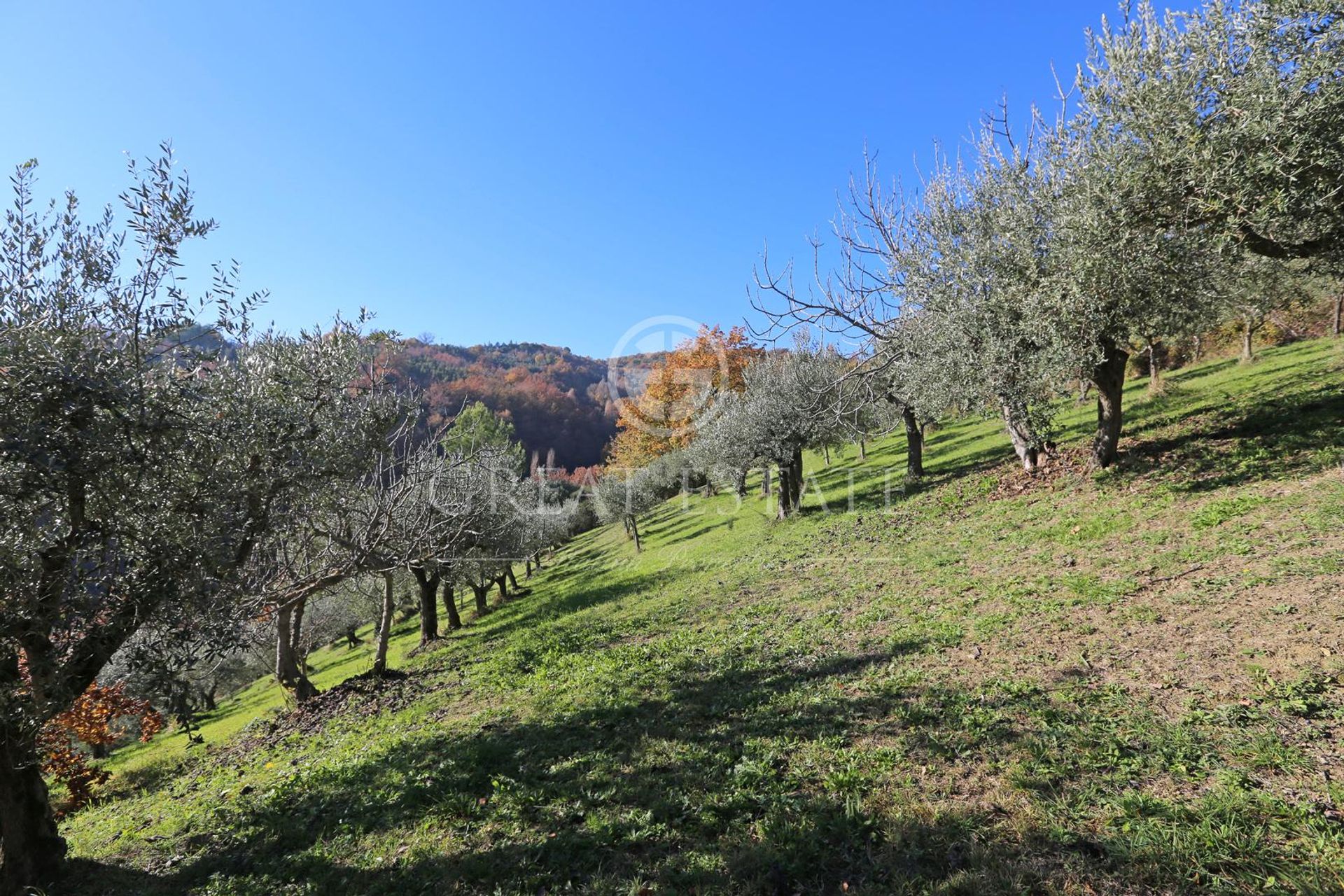 Будинок в Cannara, Umbria 11623292