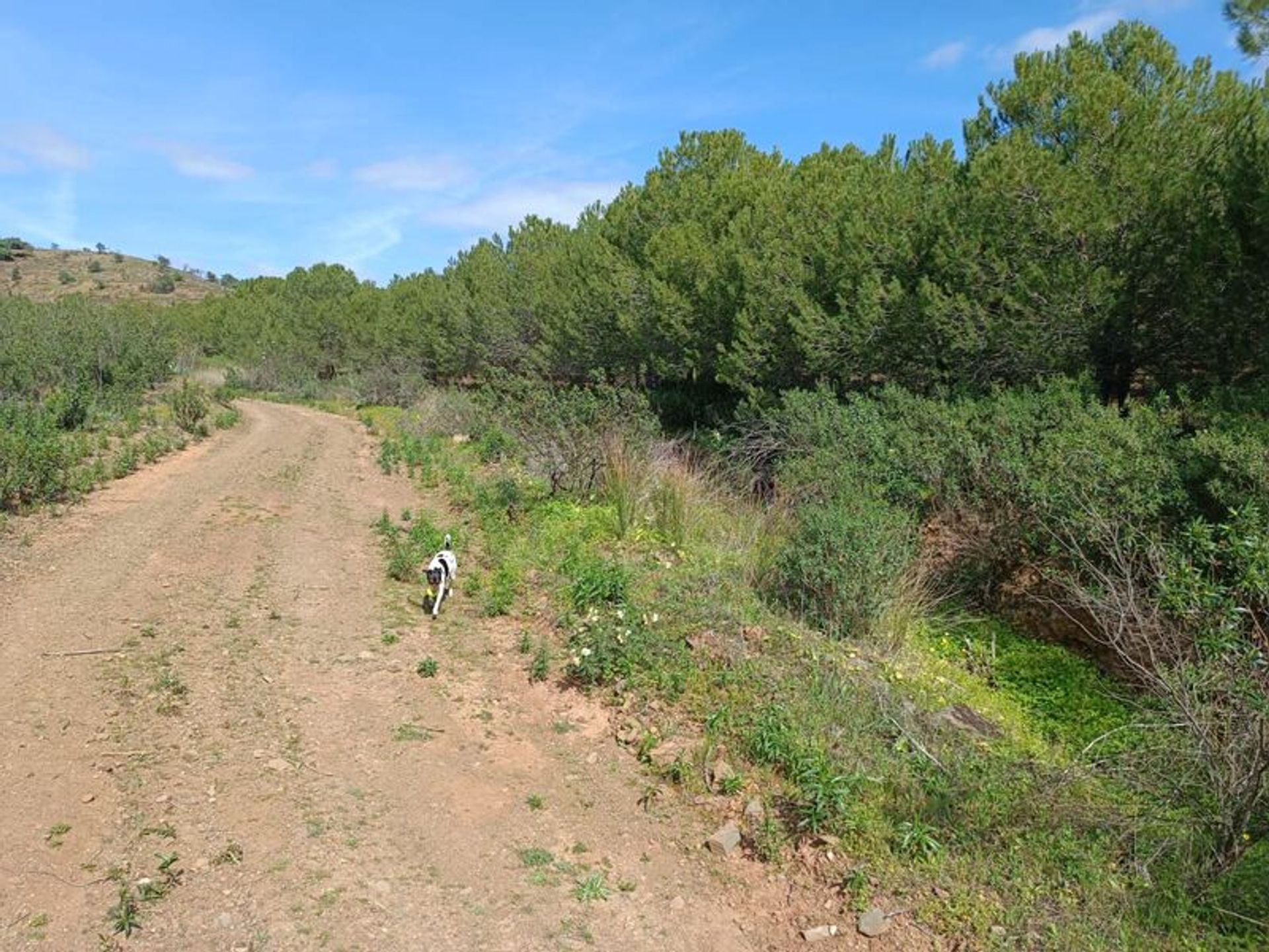 Tierra en azinhal, Faraón 11624915