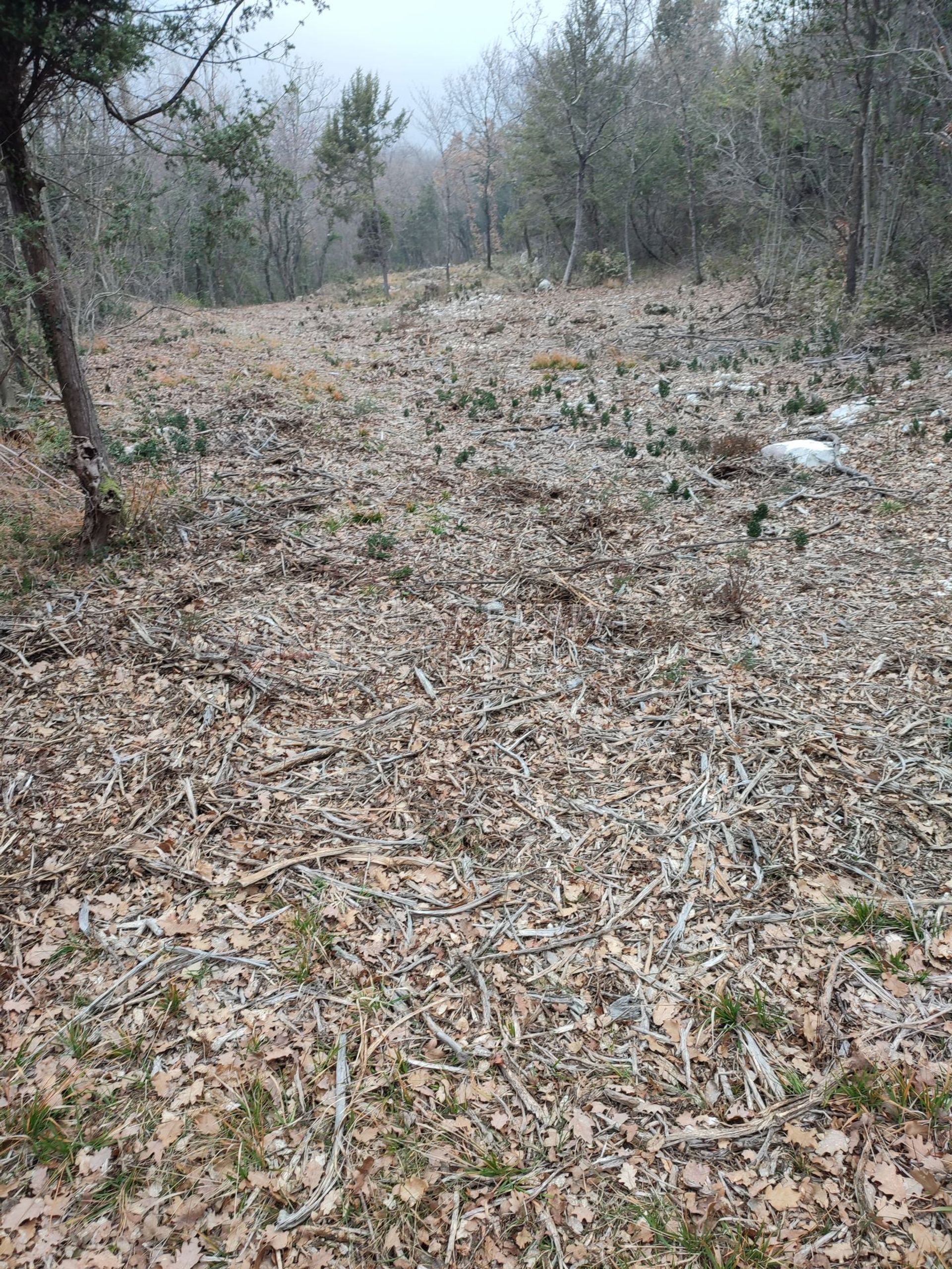 Land im Brseč, Primorje-Gorski Kotar County 11631834