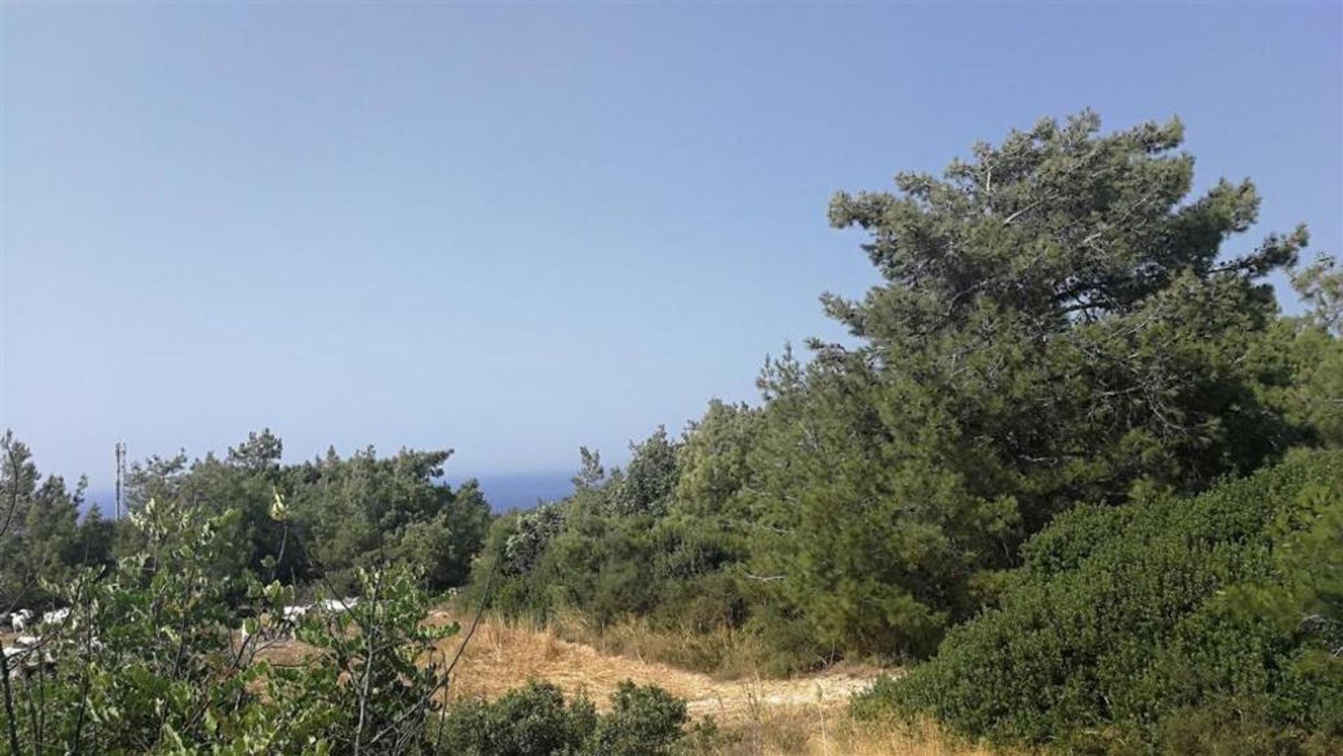 Tanah di kebijakan, Pafos 11651378