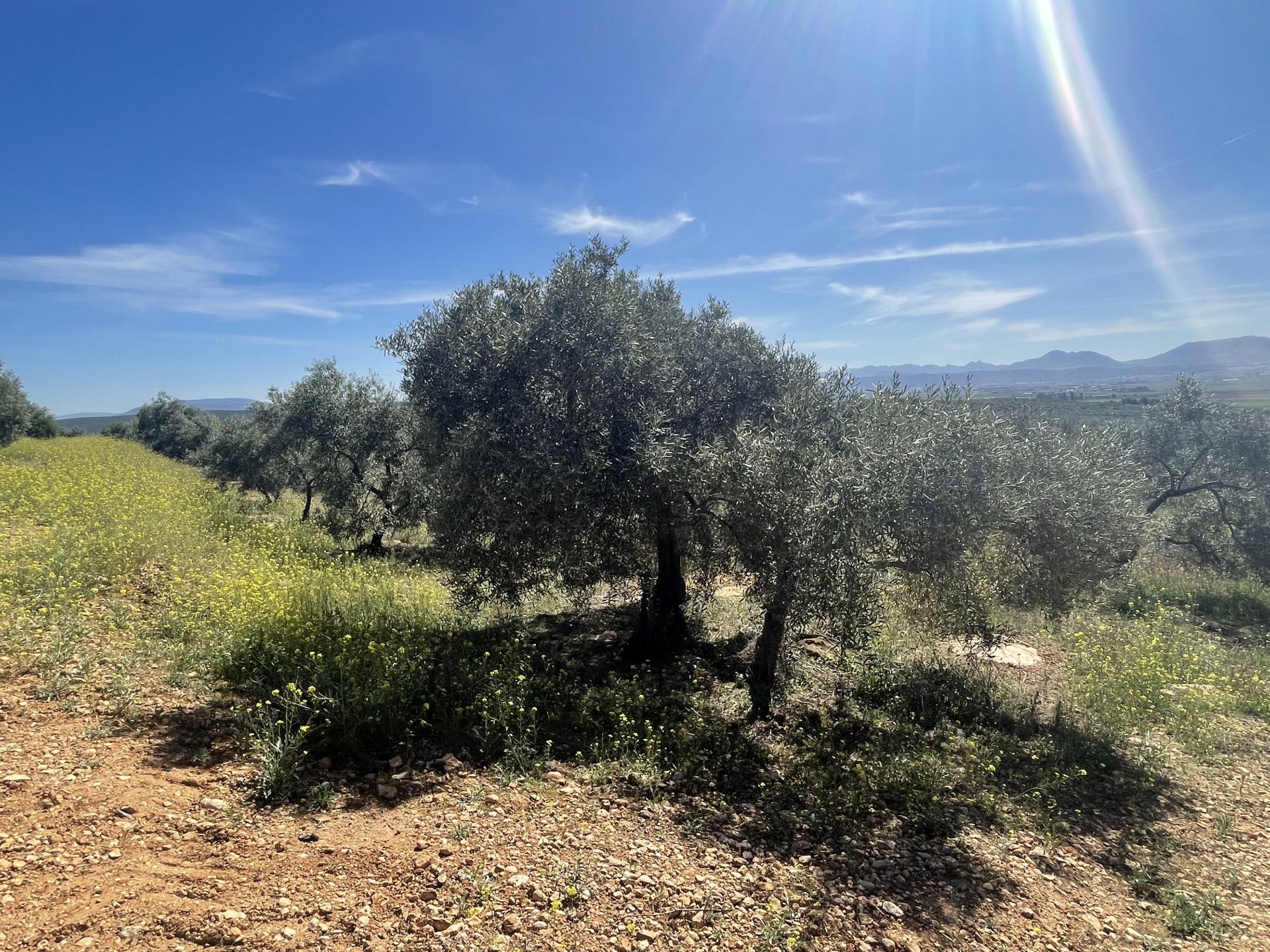 Tierra en Mollina, Andalusia 11654757