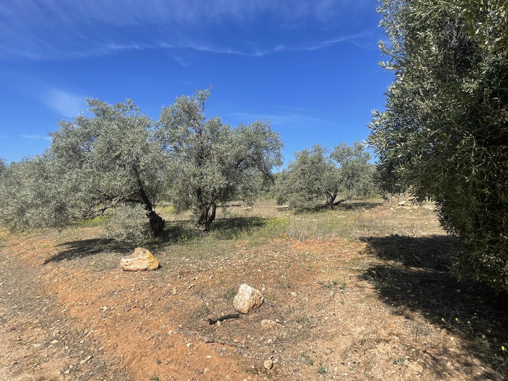 Land im Mollina, Andalusia 11654757