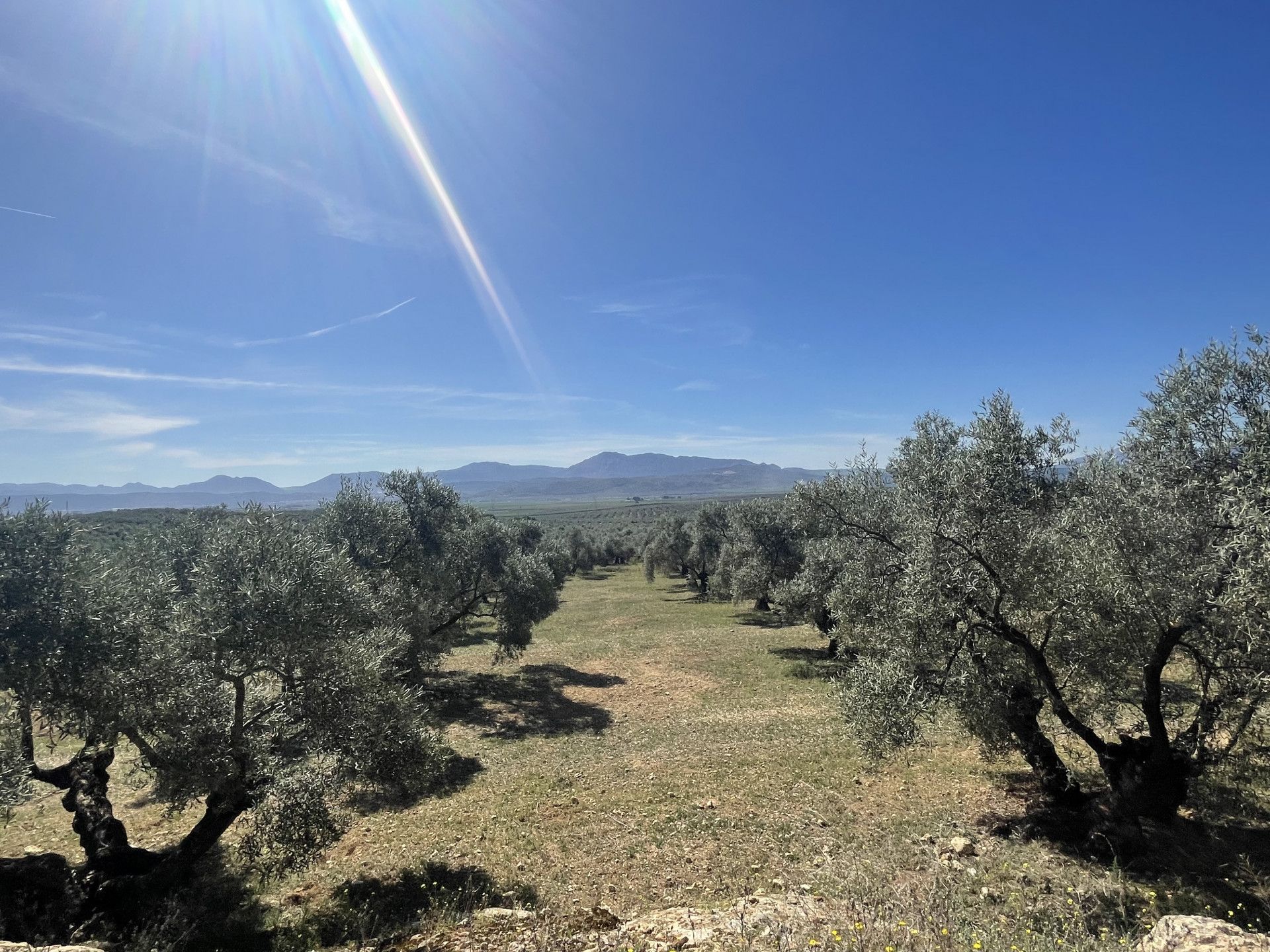 Tierra en Mollina, Andalusia 11654757