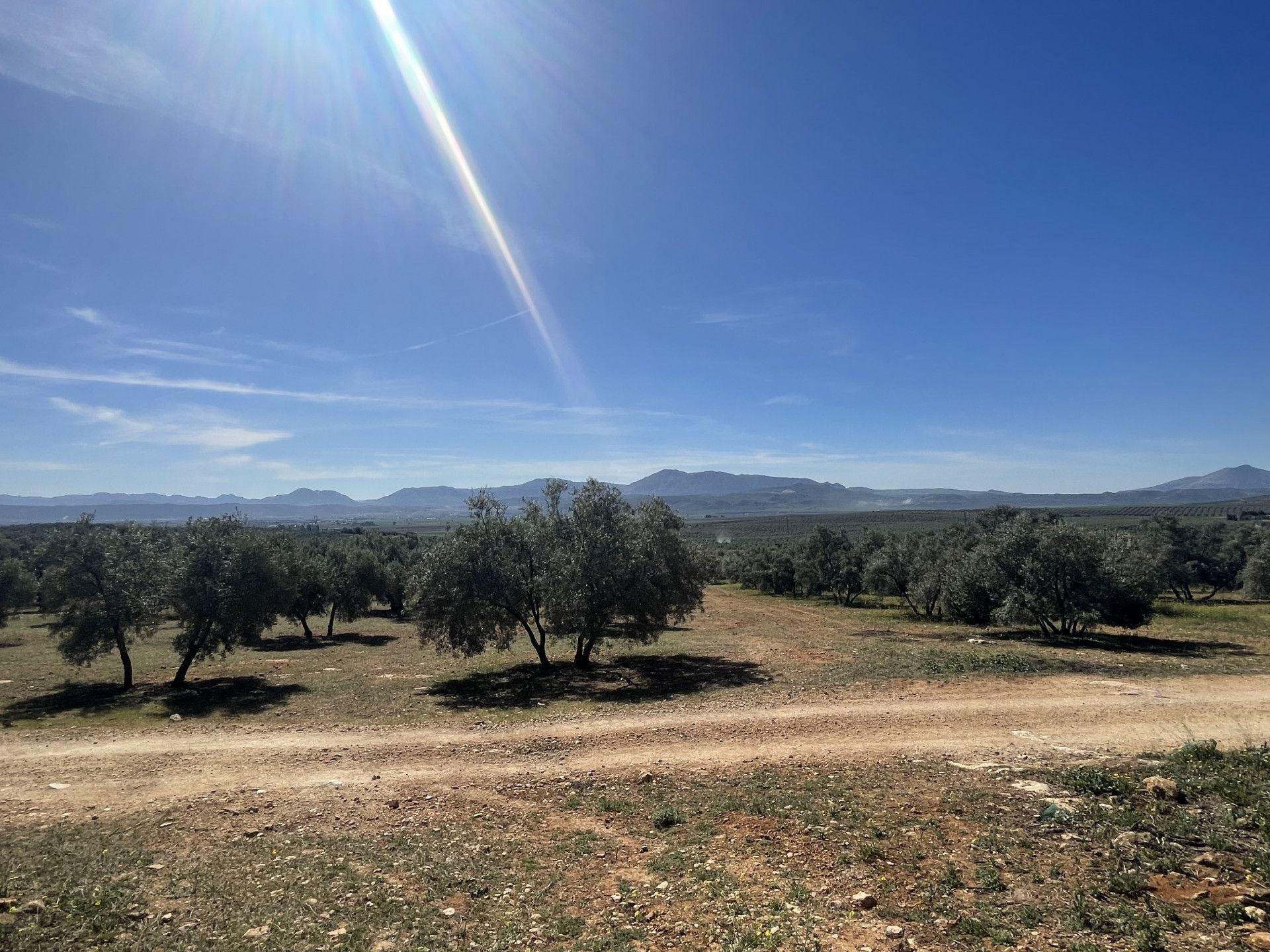 土地 在 Mollina, Andalusia 11654757