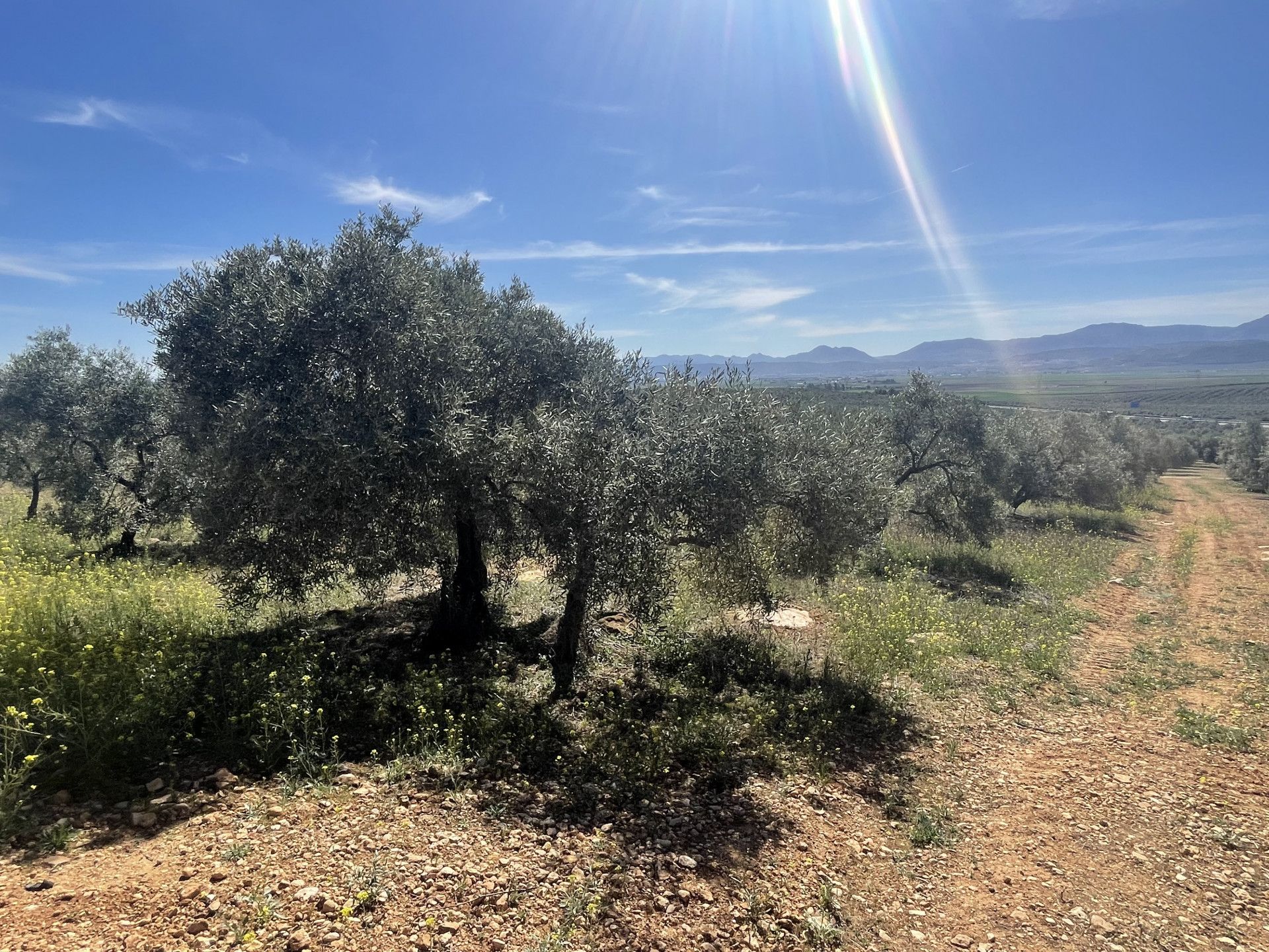 Land im Mollina, Andalusia 11654757