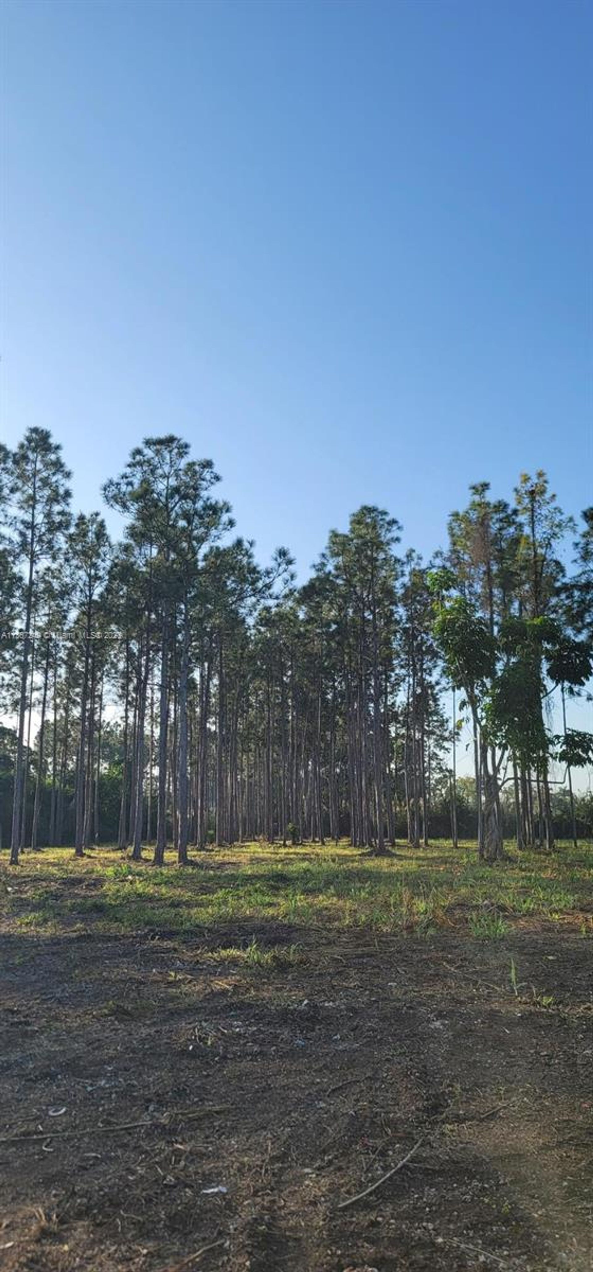 Земля в Homestead, Florida 11656784