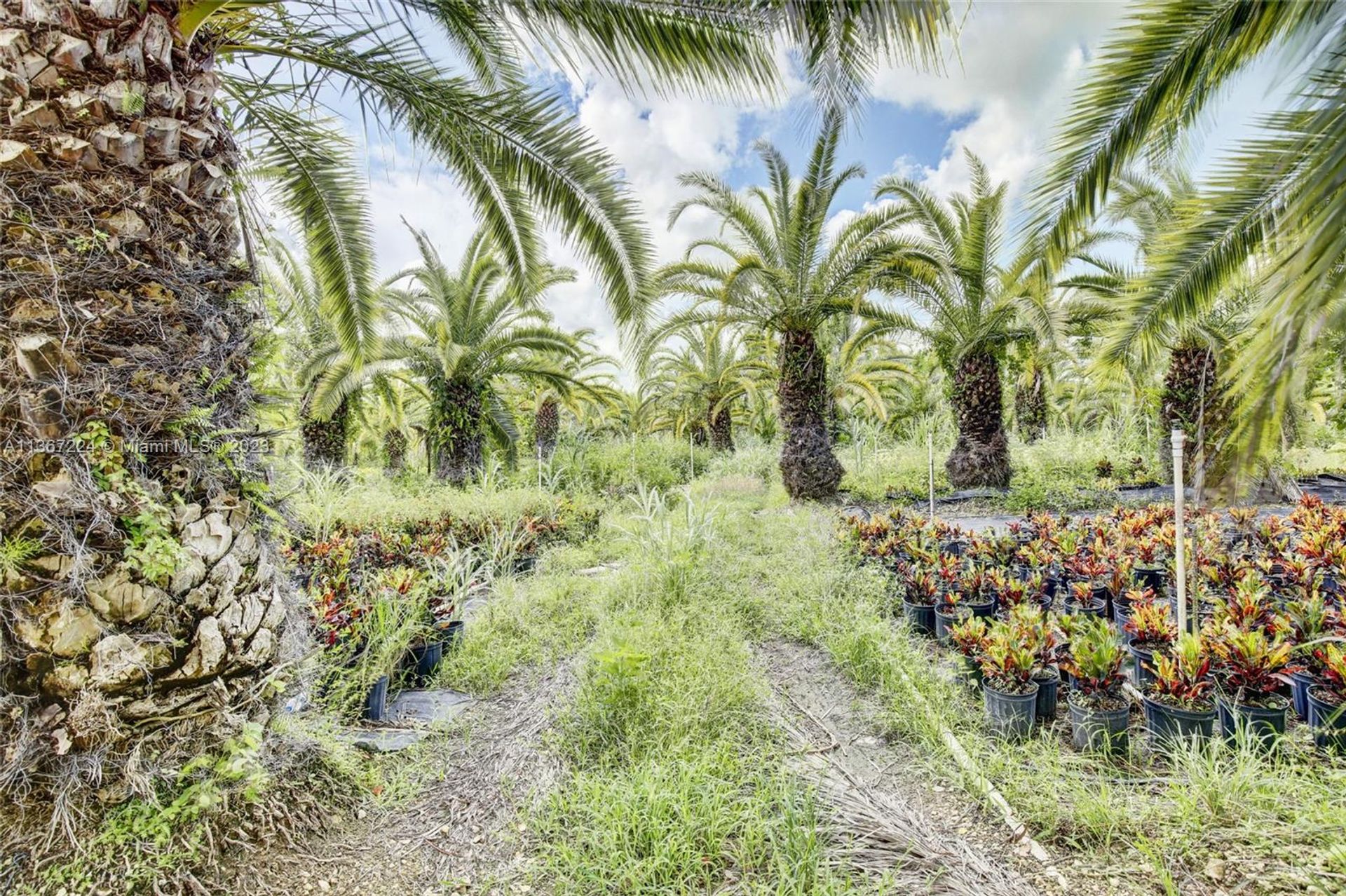 الأرض في Homestead, Florida 11656785