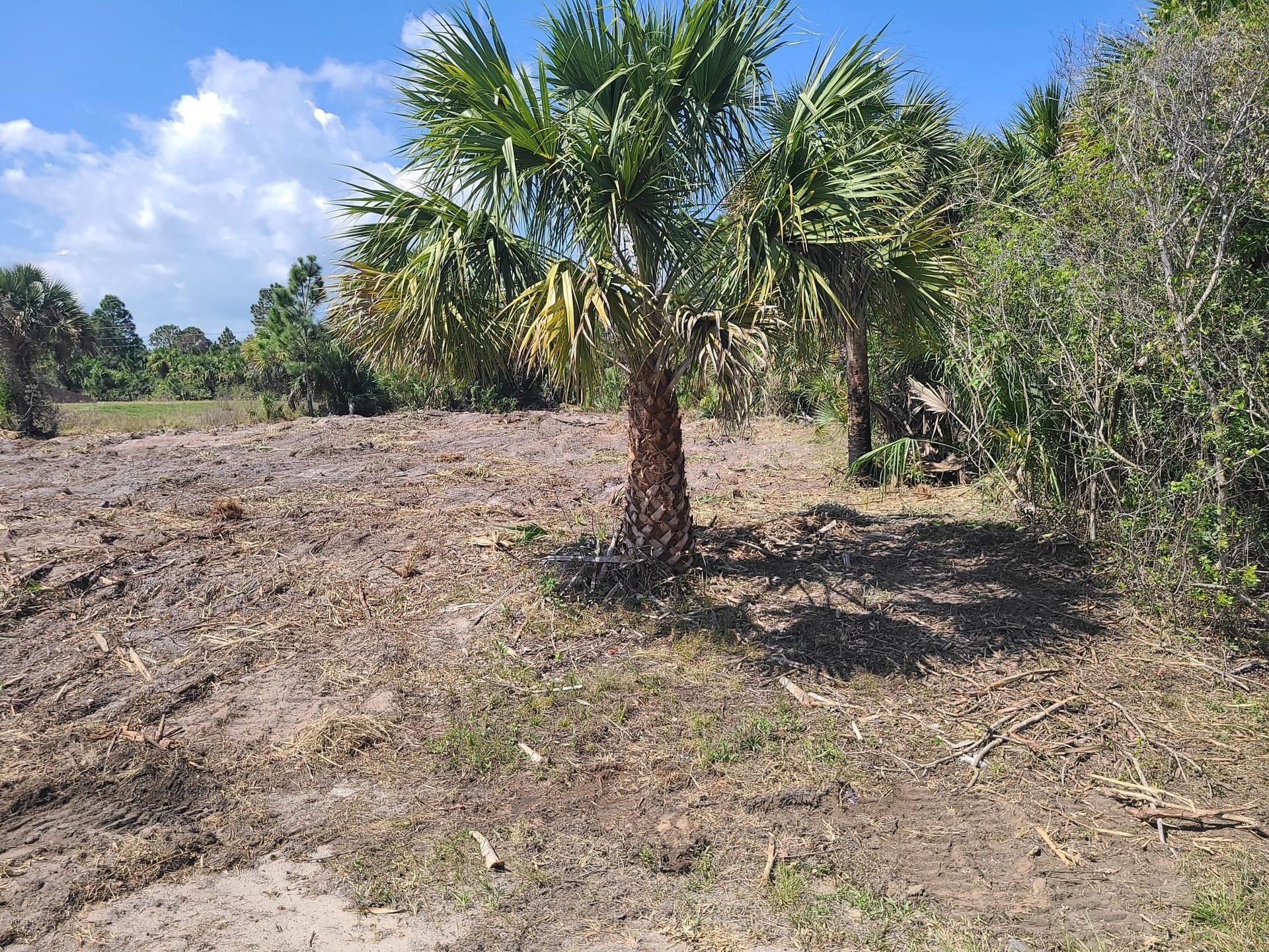 Terre dans Baie des Palmiers, Floride 11657706