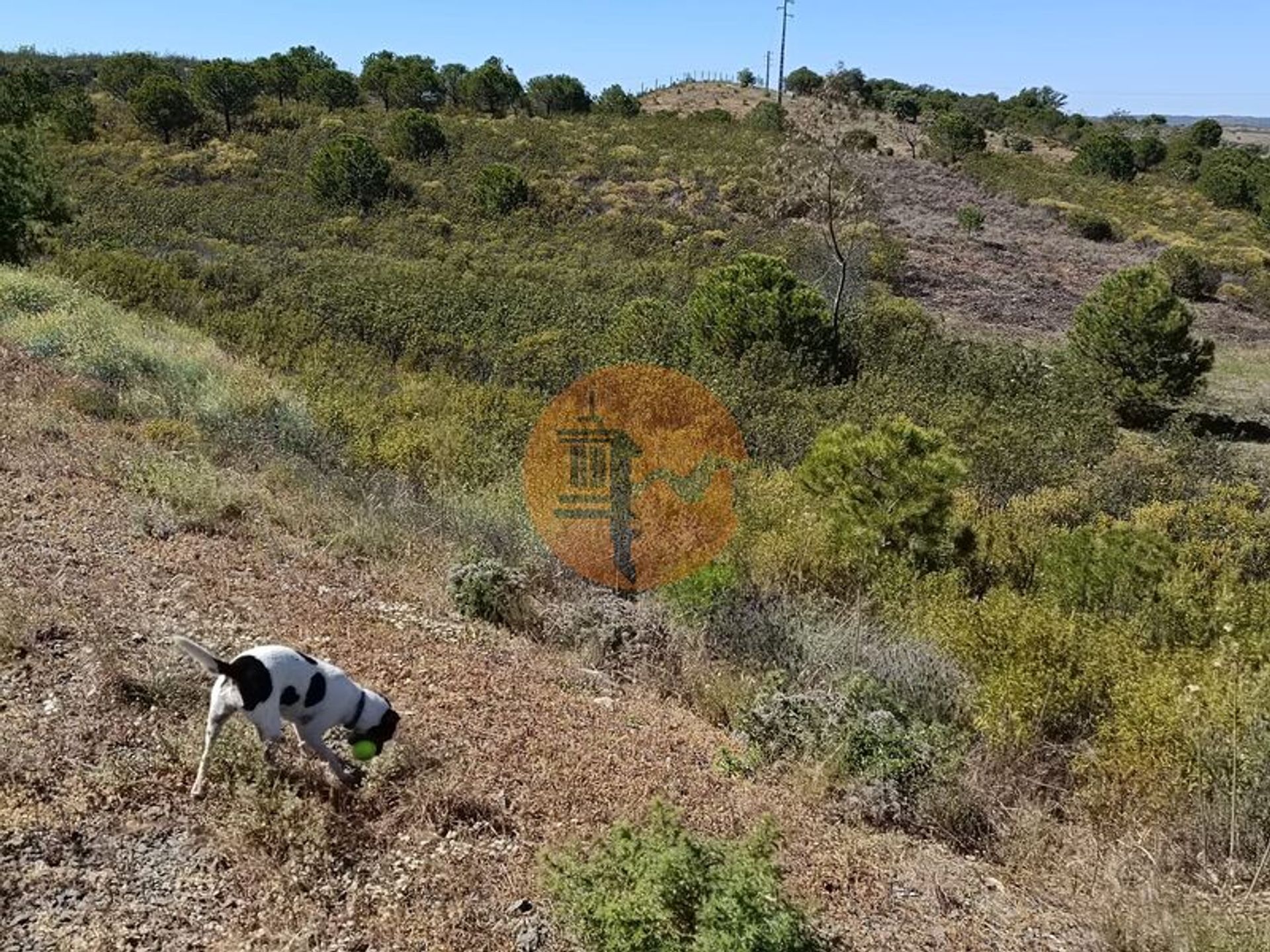 Tierra en odeleita, Faraón 11687576