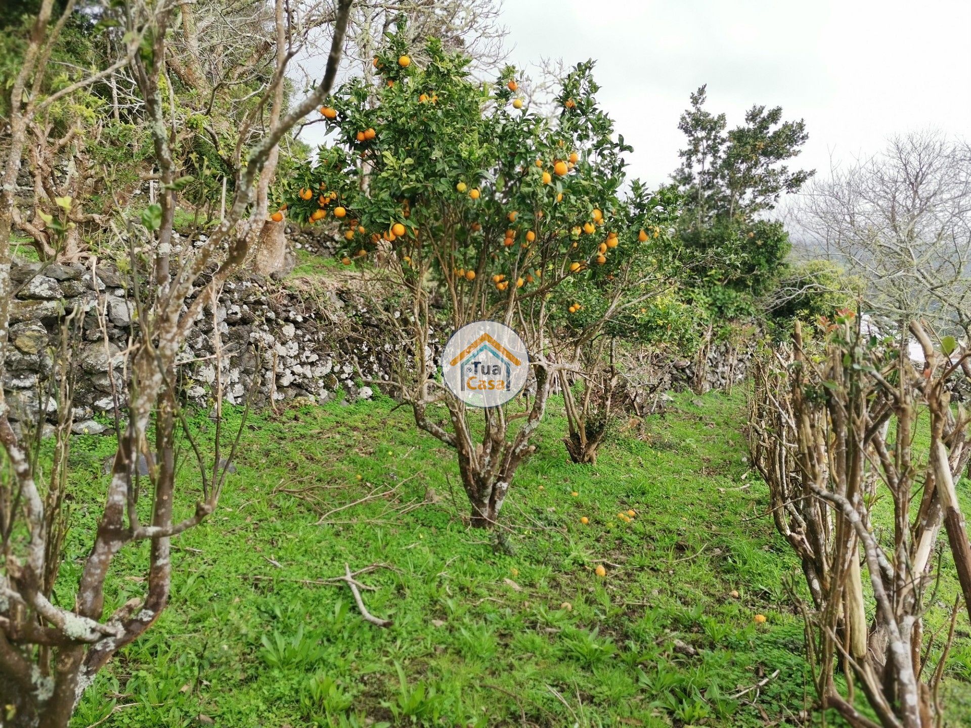 بيت في , Azores 11692041