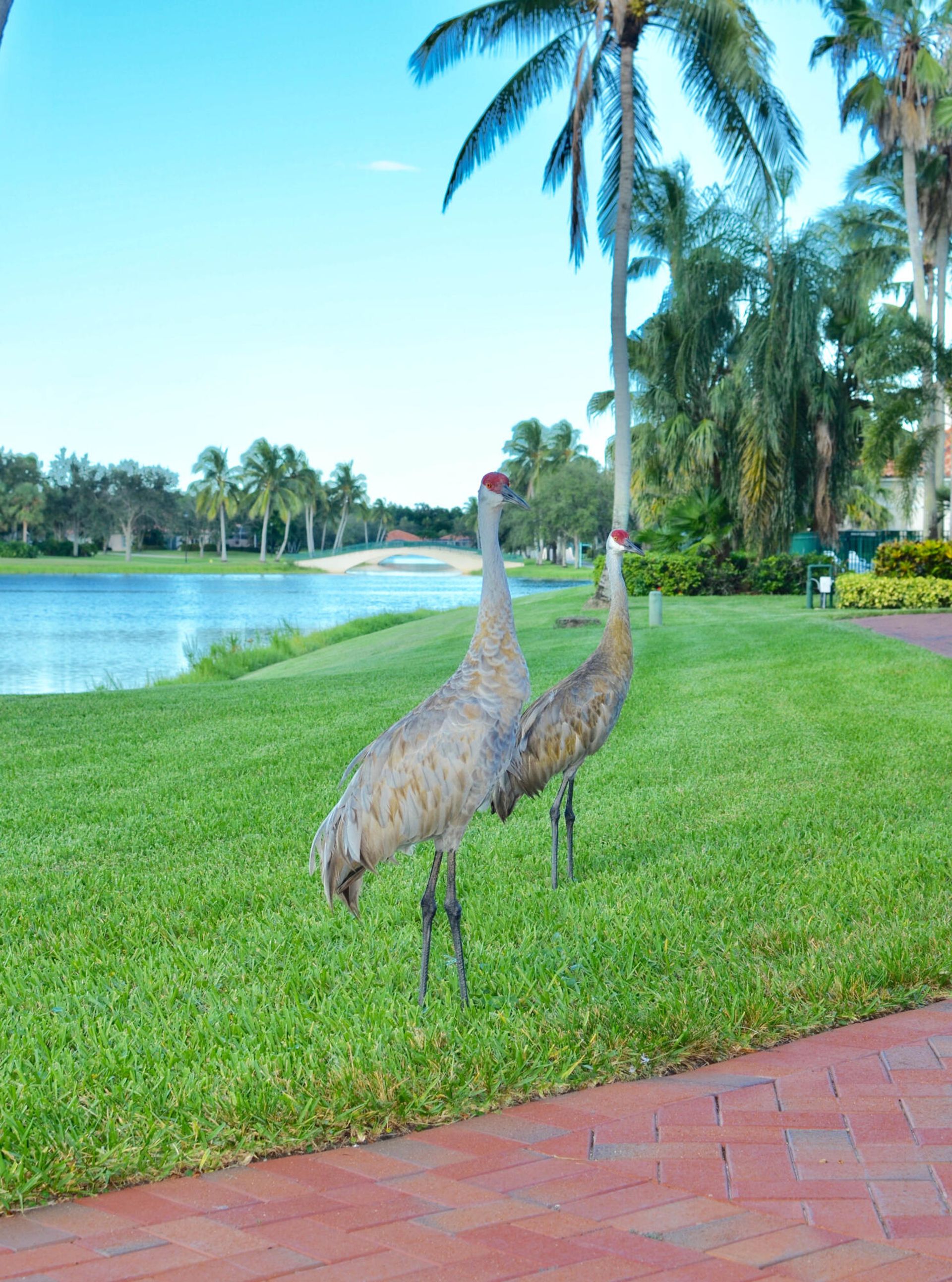 жилой дом в West Palm Beach, Florida 11692221