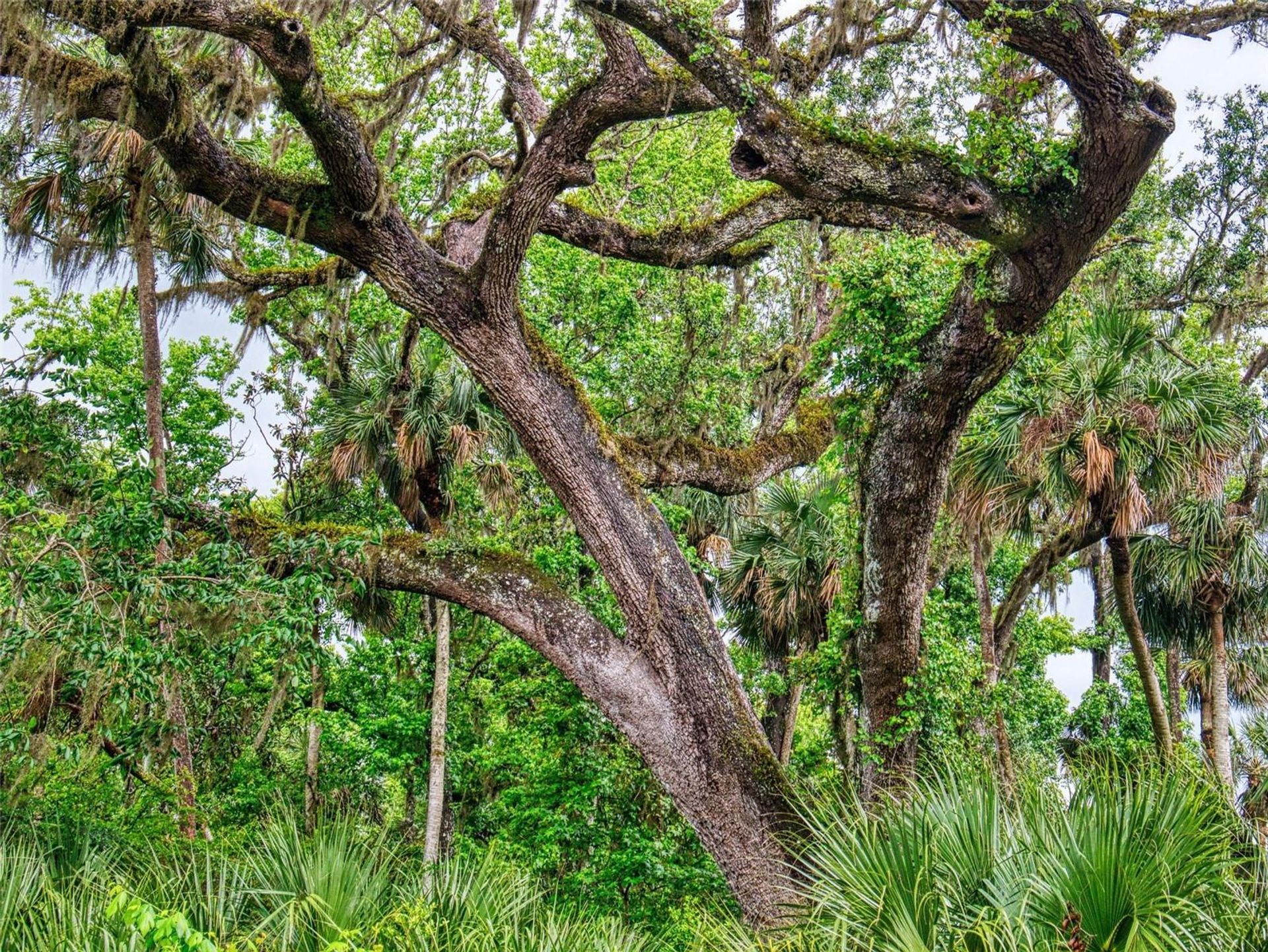 Wylądować w New Smyrna Beach, Florida 11697651