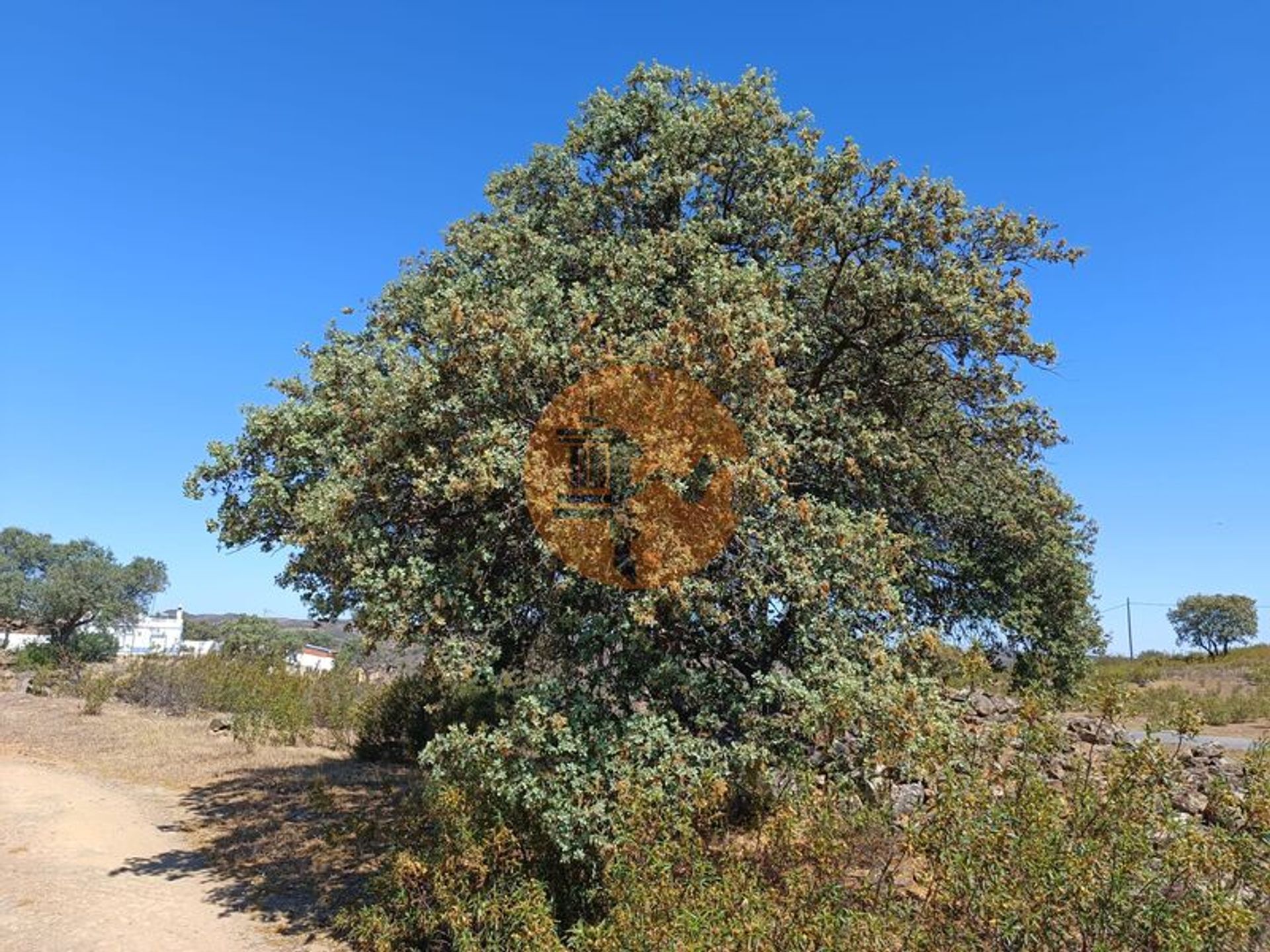 Tierra en odeleita, Faraón 11699854