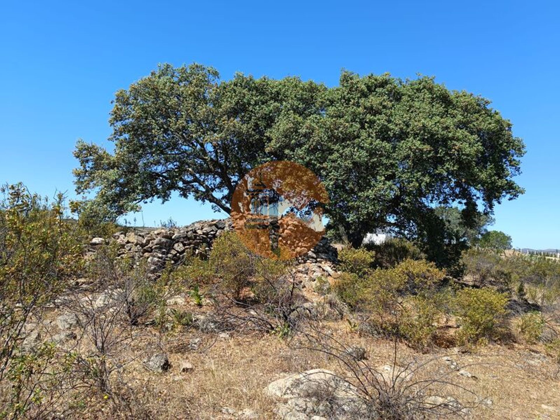 Tierra en odeleita, Faraón 11699854