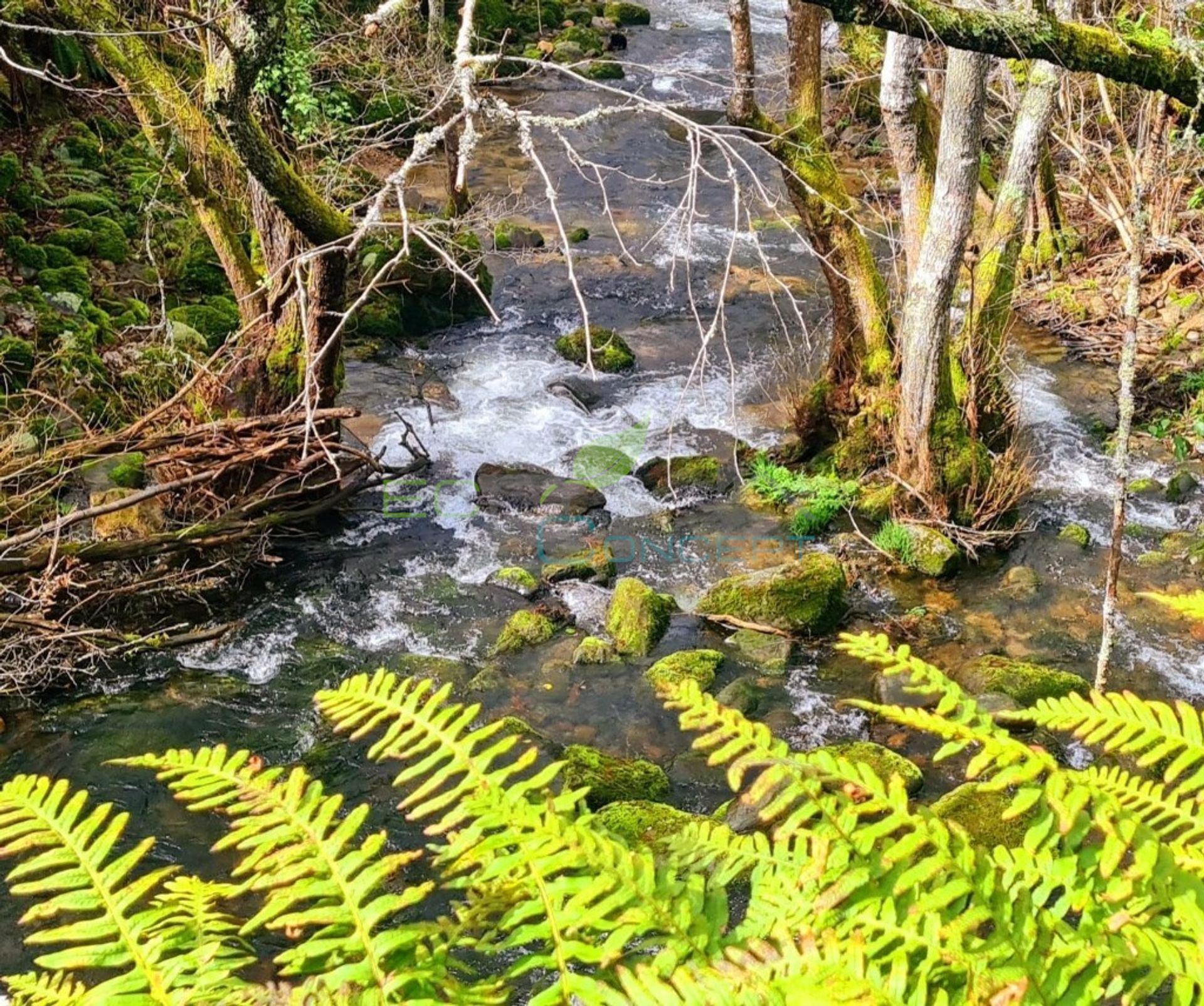 Land im Ester, Viseu 11701184