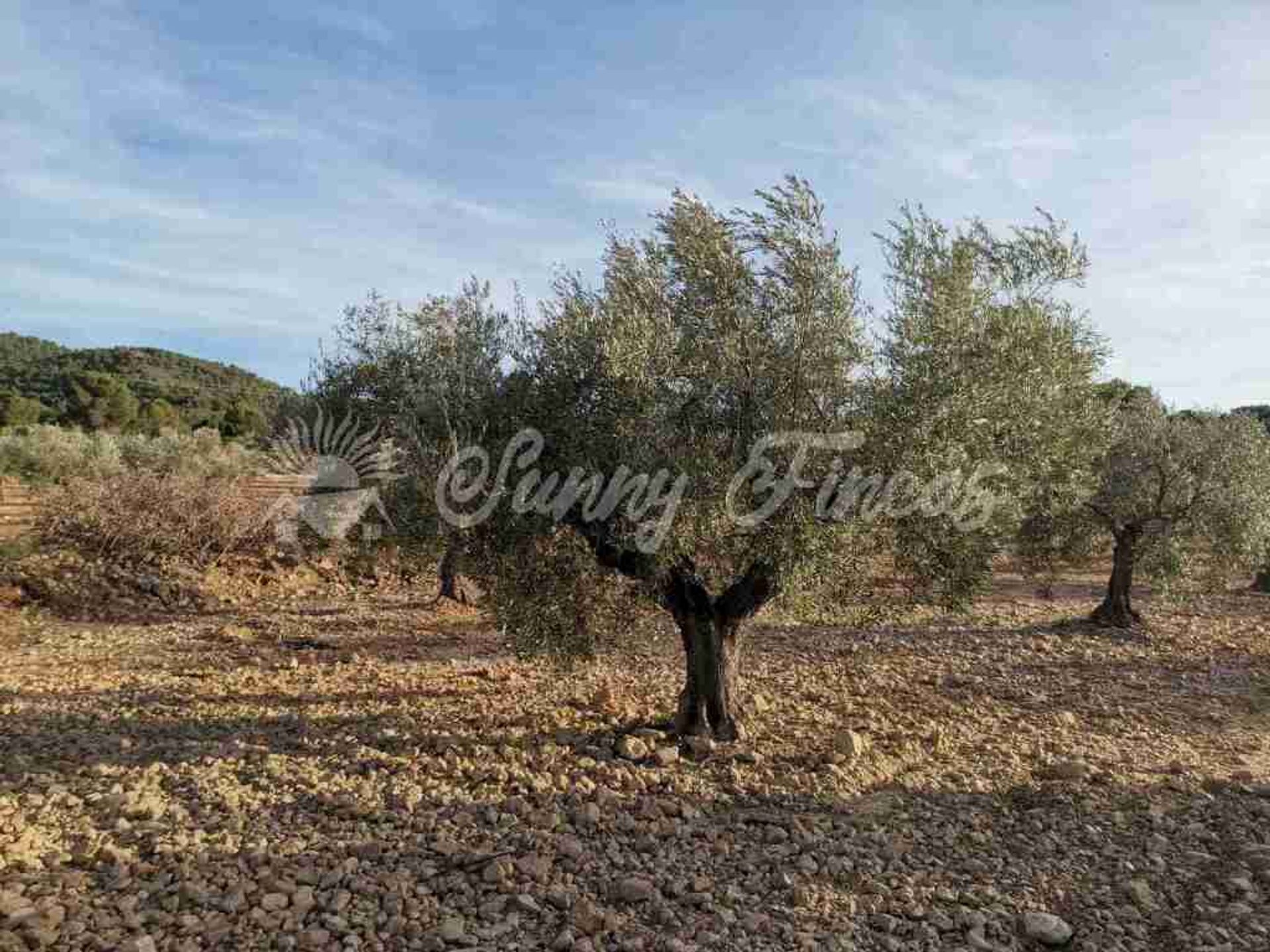 Tierra en Biar, Comunidad Valenciana 11702034