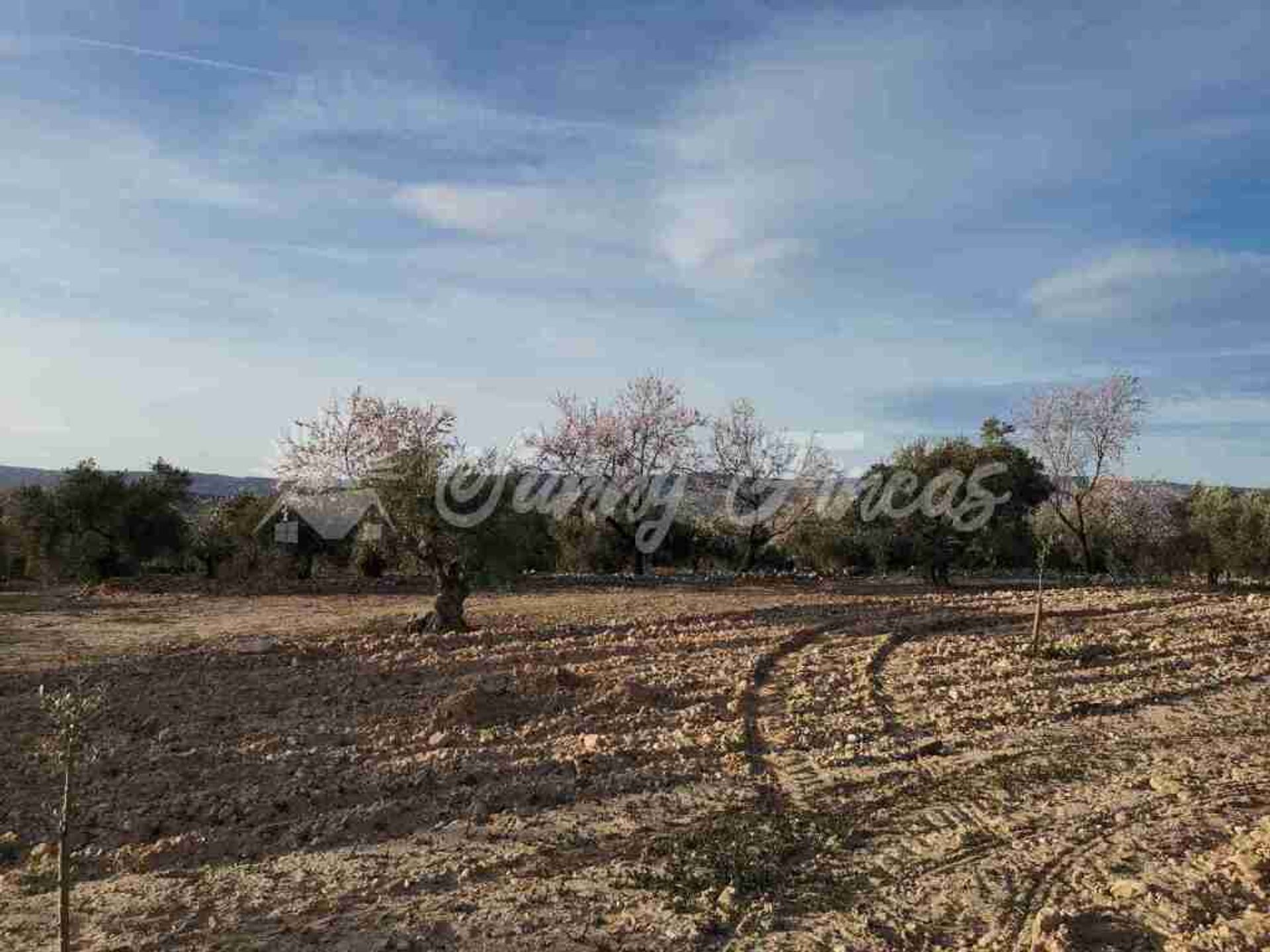 Tierra en Biar, Comunidad Valenciana 11702034