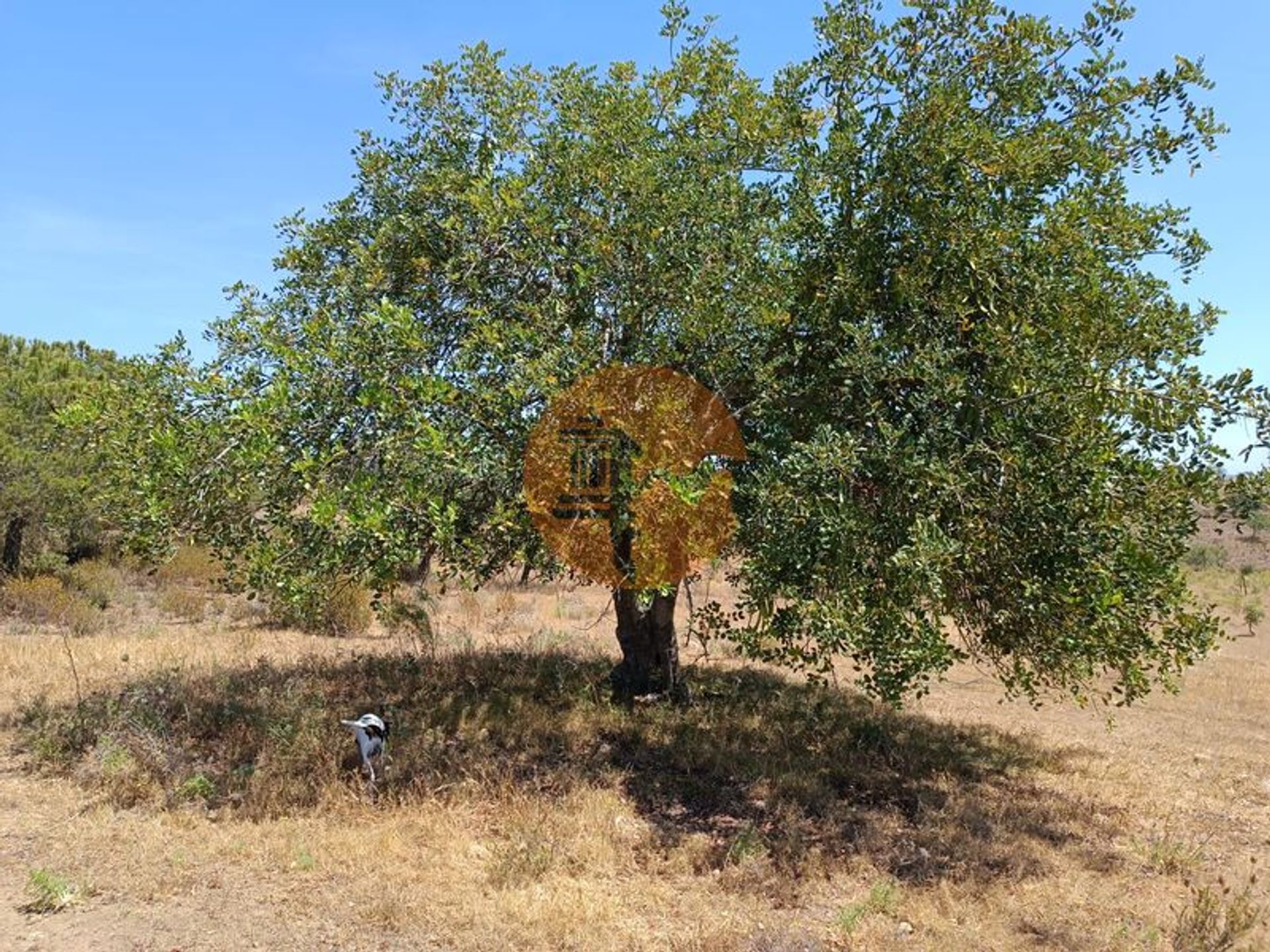 Tierra en odeleita, Faraón 11706253