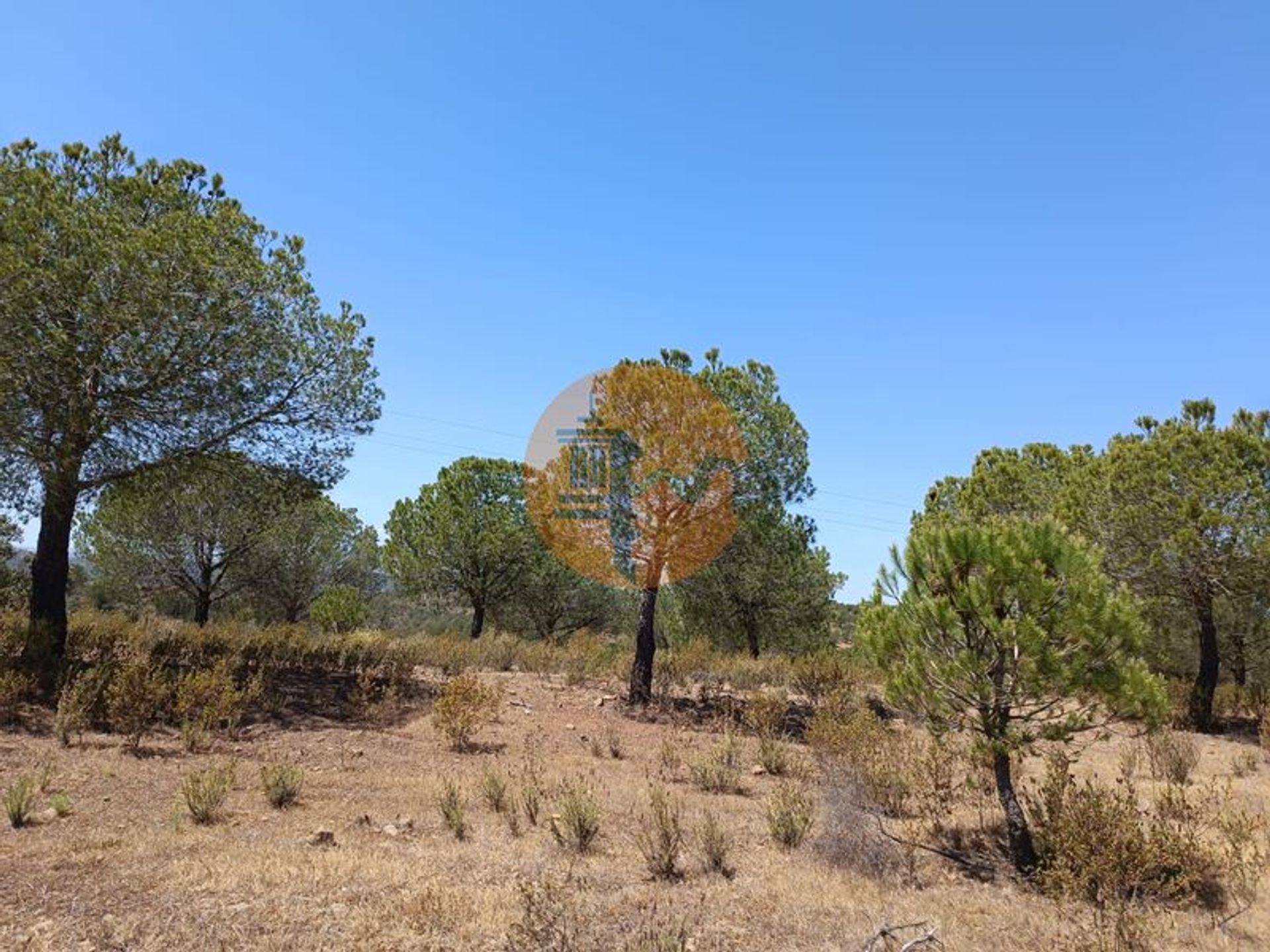 Tierra en odeleita, Faraón 11706253