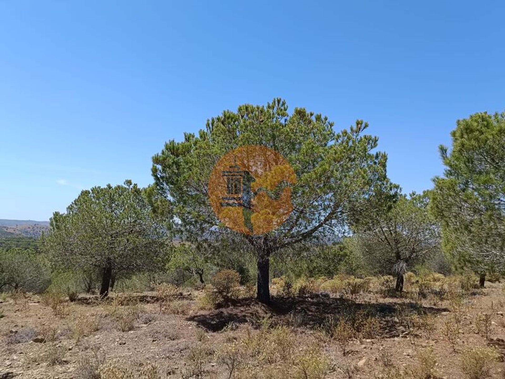 Tierra en odeleita, Faraón 11706253