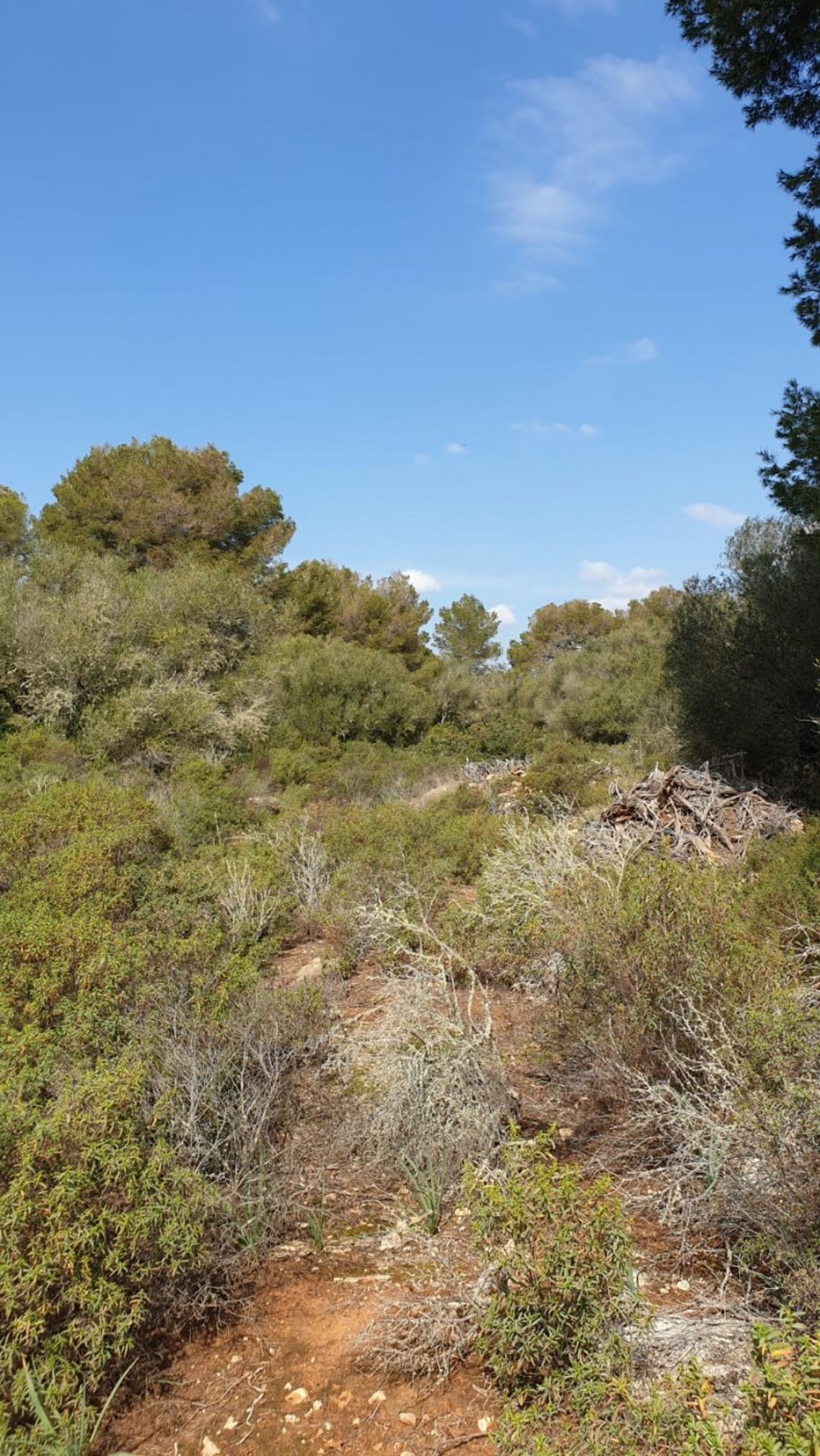 Land in Llucmajor, Illes Balears 11707285