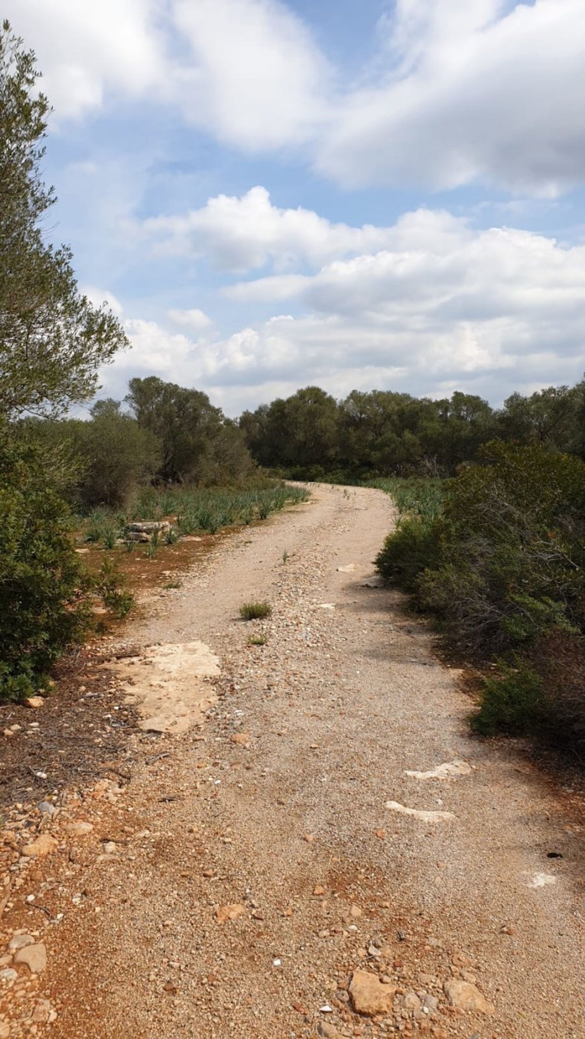 Land in Llucmajor, Illes Balears 11707285