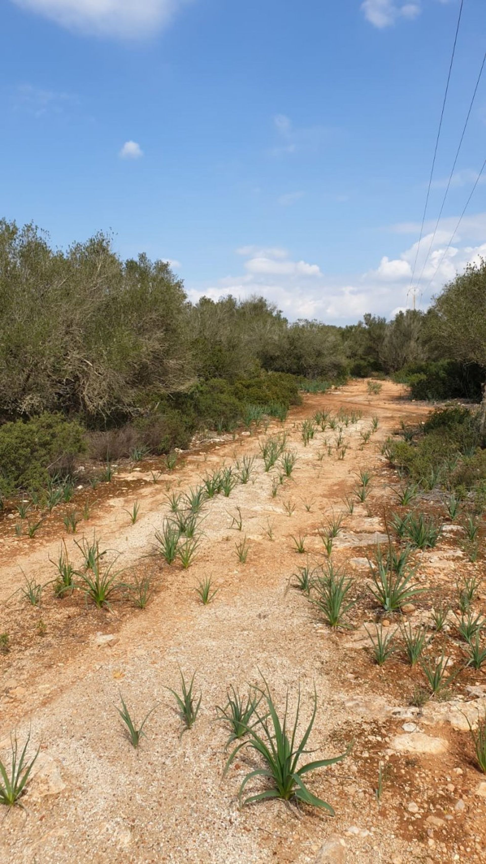 Land in Llucmajor, Illes Balears 11707285