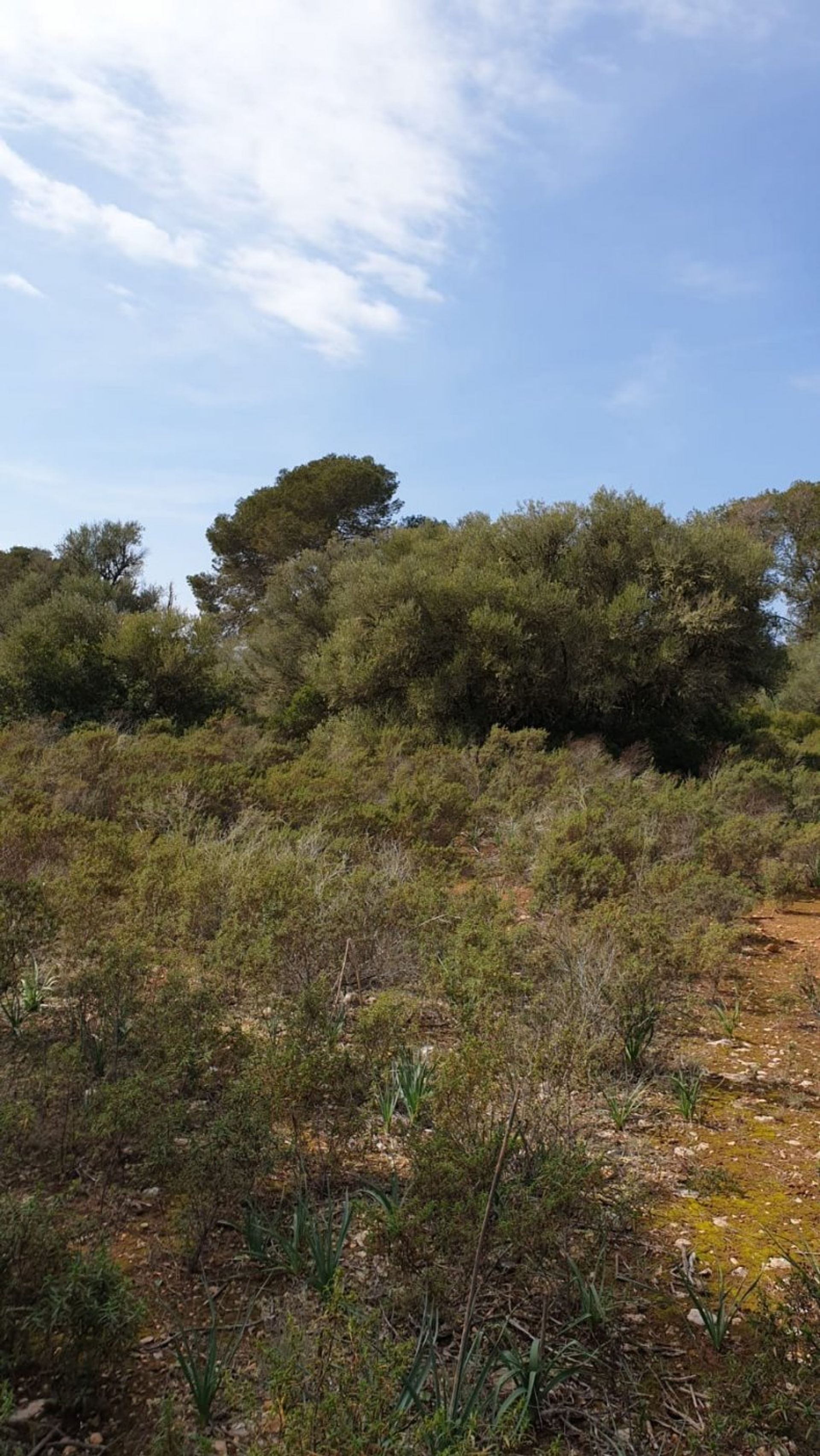 Land in Llucmajor, Illes Balears 11707285