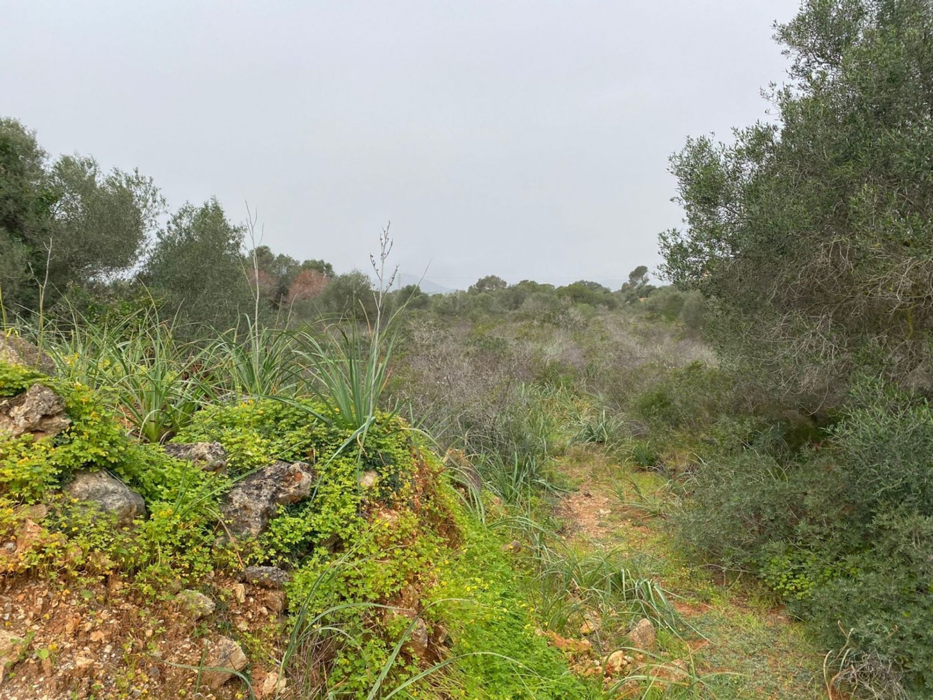 Jord i Porto Petro, Baleariske Øer 11707292