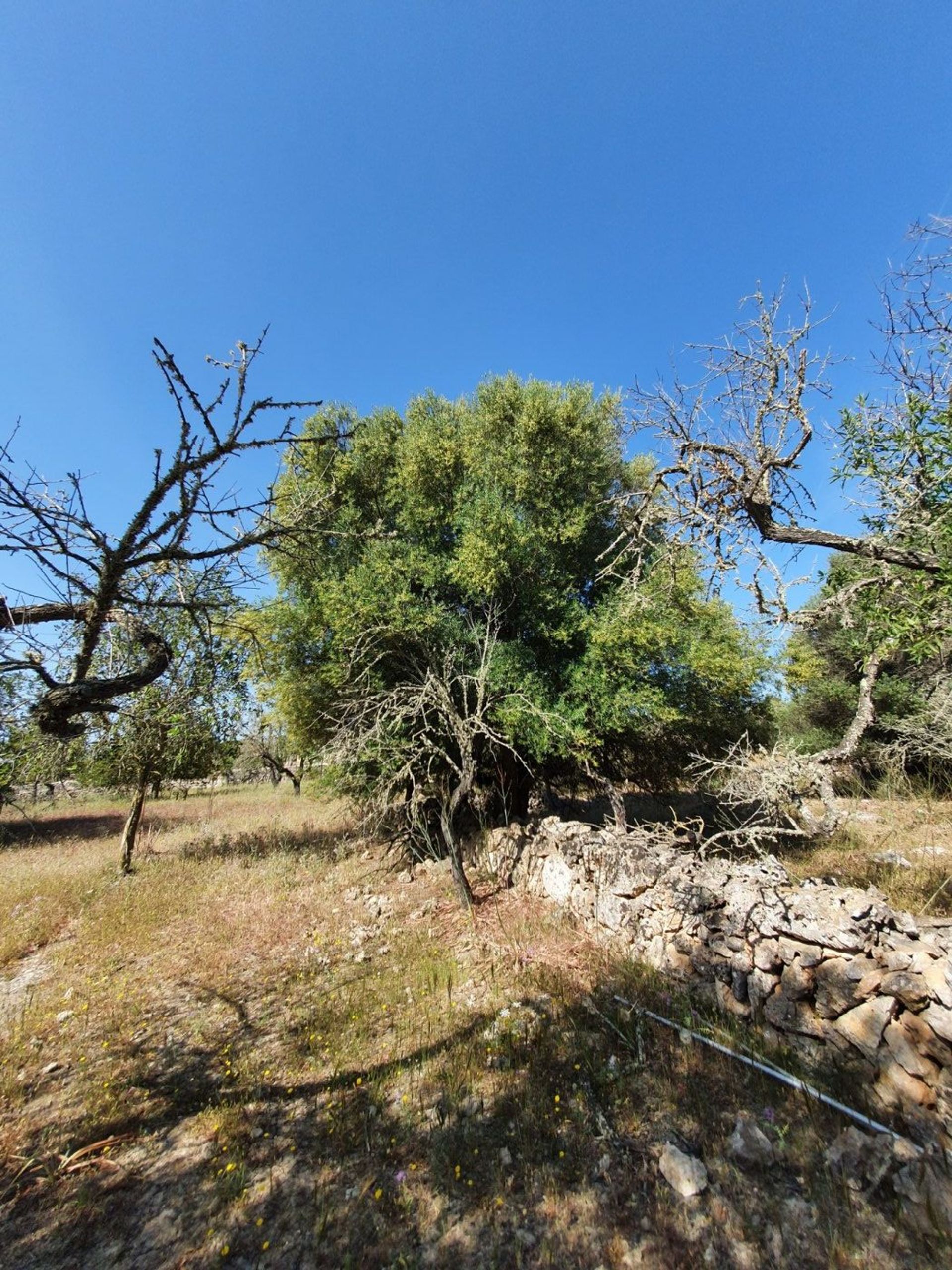 Γη σε Son Serra de Marina, Illes Balears 11707300