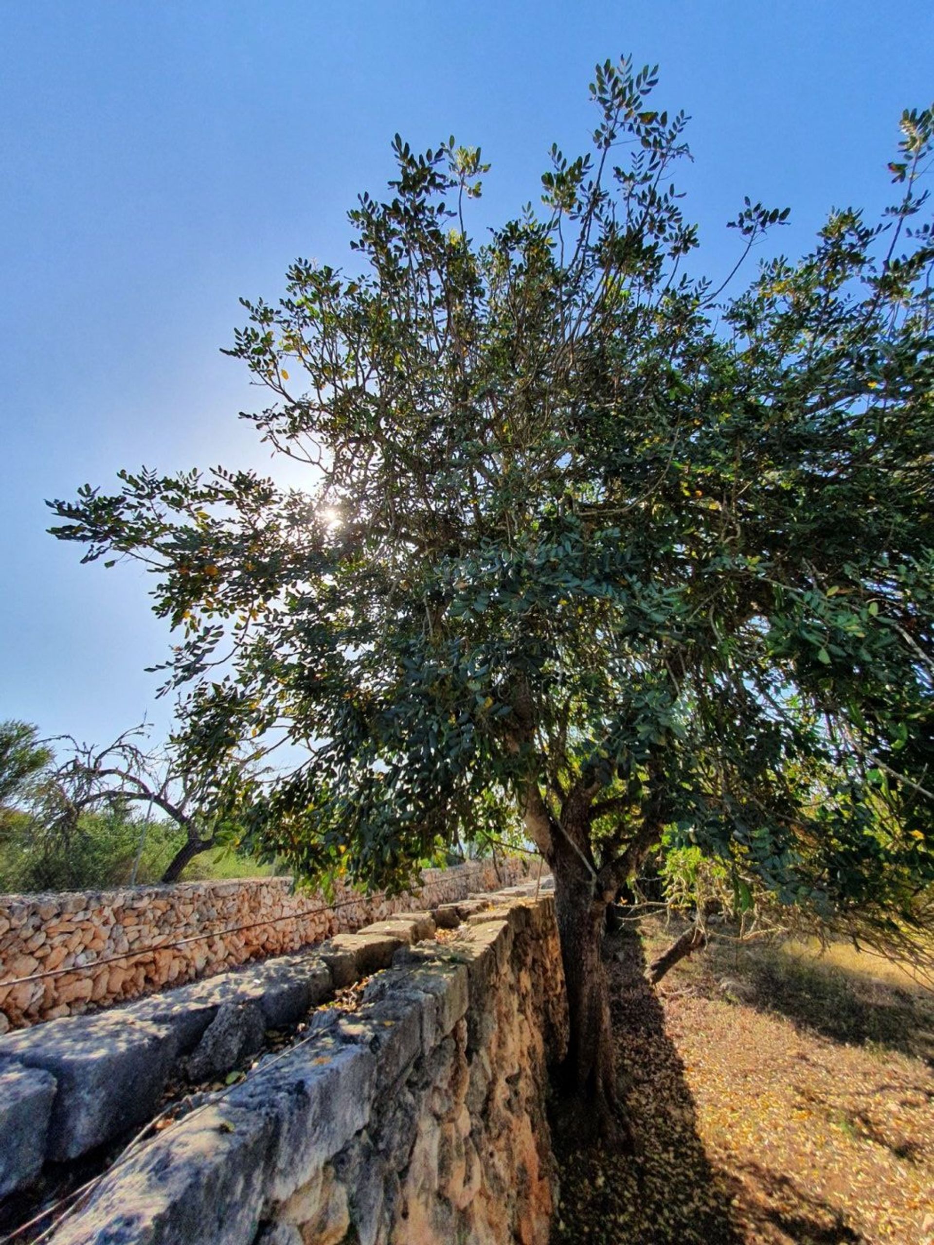 Γη σε Son Serra de Marina, Illes Balears 11707300