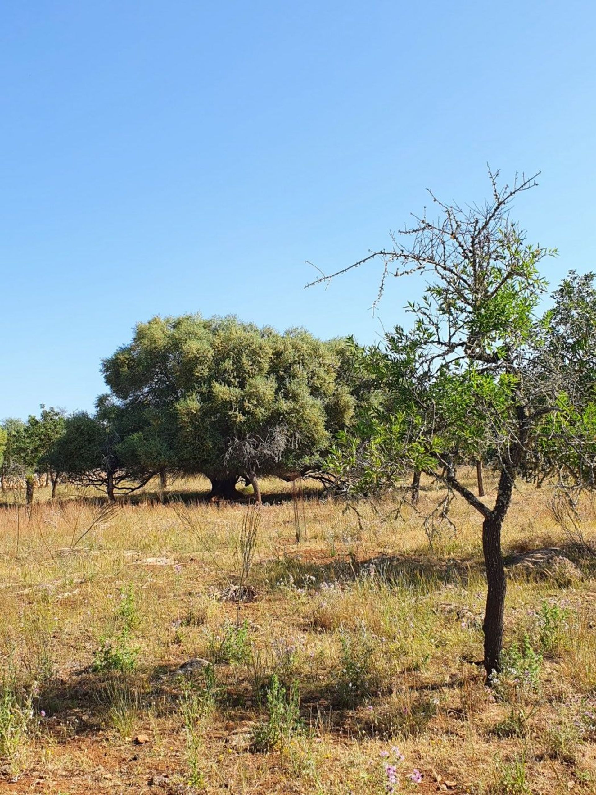 Tierra en Son Serra de Marina, Illes Balears 11707300