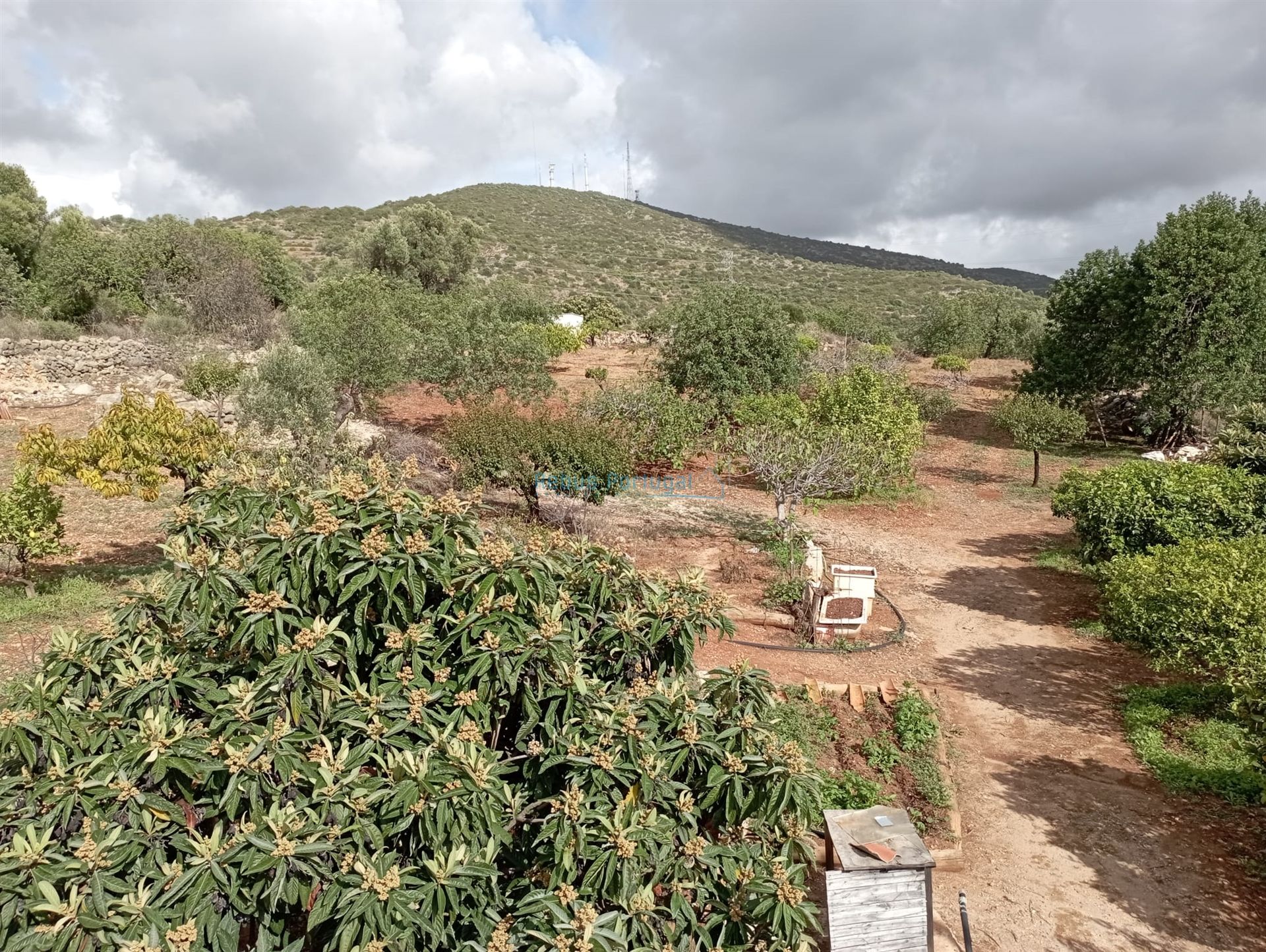 משפחה מורחבת ב Faro, Faro 11708770