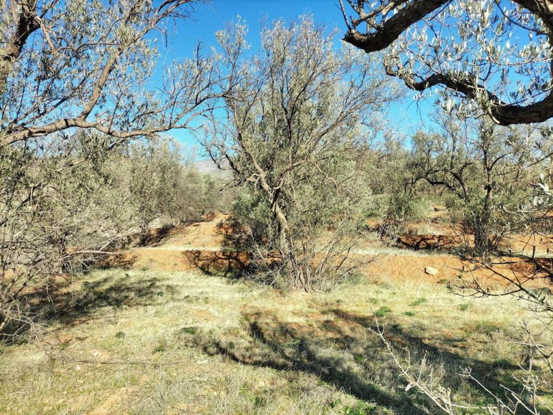 Terre dans Lecrín, Andalucía 11713021