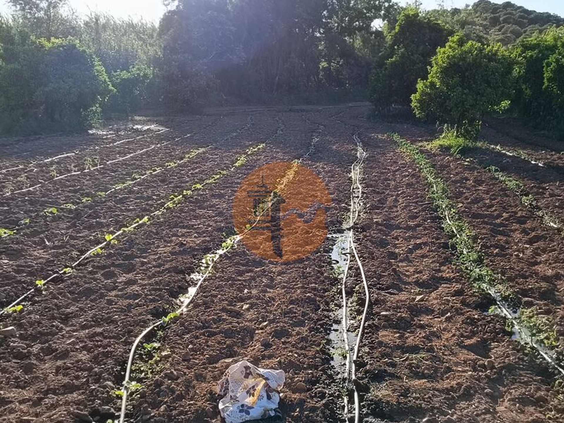 Γη σε Κάστρο Μαρίμ, Φαραώ 11713359