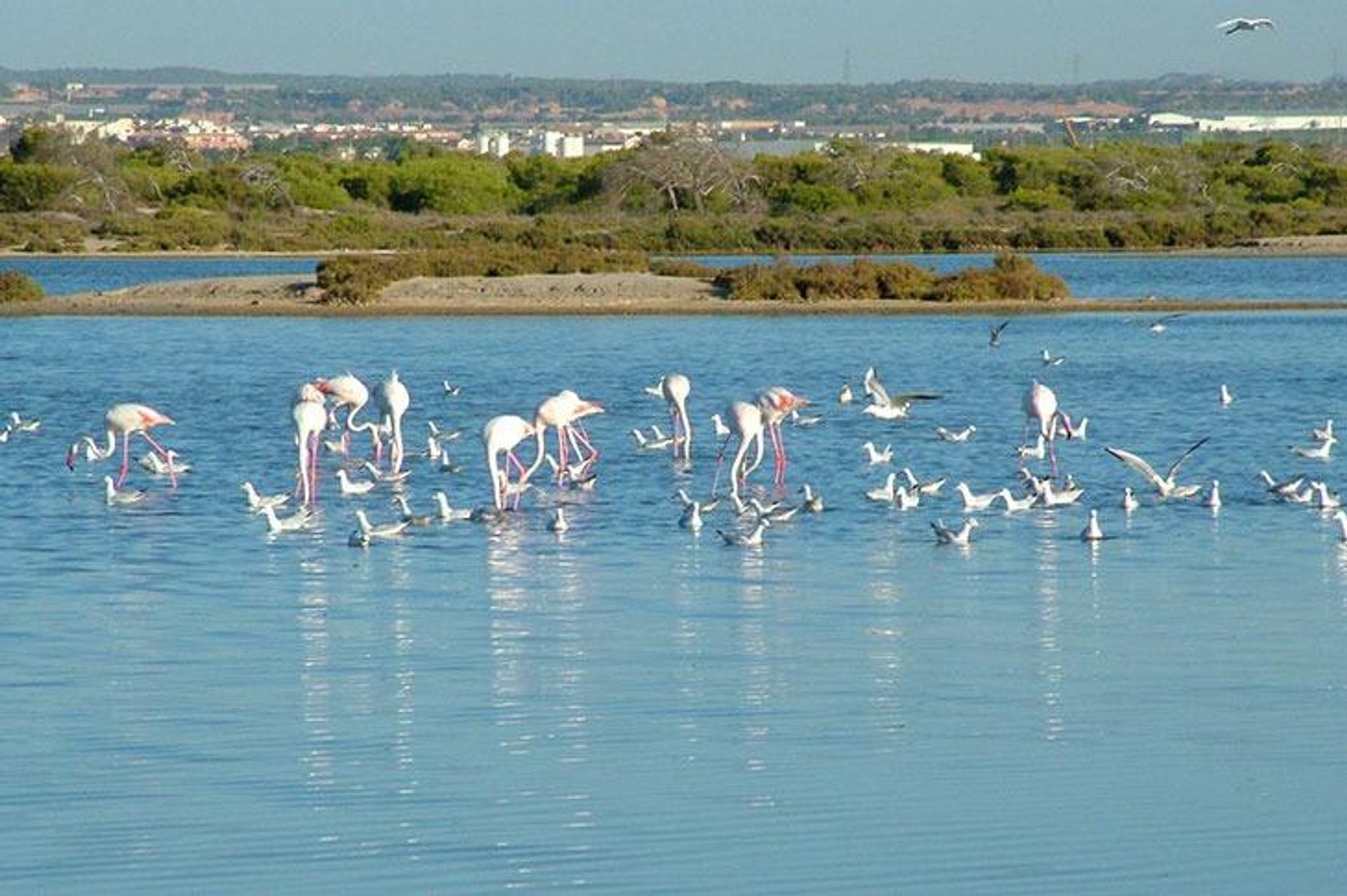 房子 在 San Pedro del Pinatar, Región de Murcia 11716457