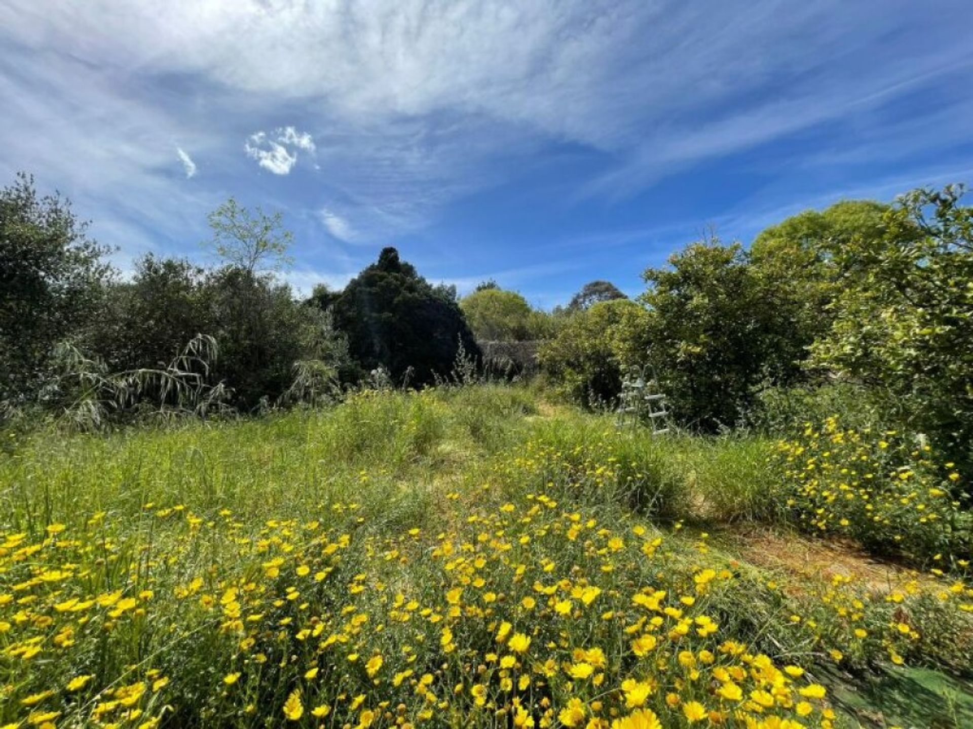 Talo sisään Palma, Illes Balears 11720287