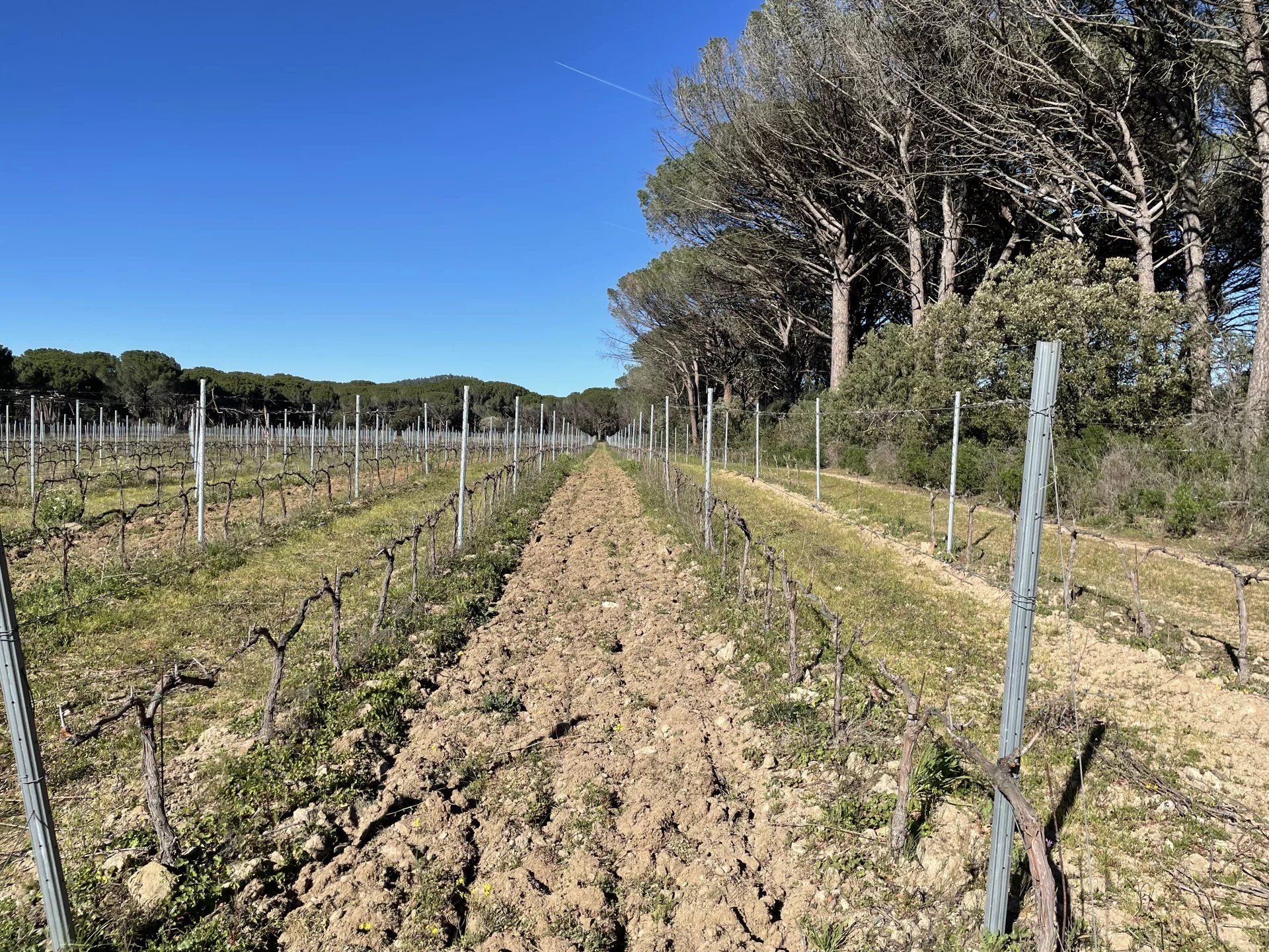 Talo sisään Vidauban, Provence-Alpes-Cote d'Azur 11722177