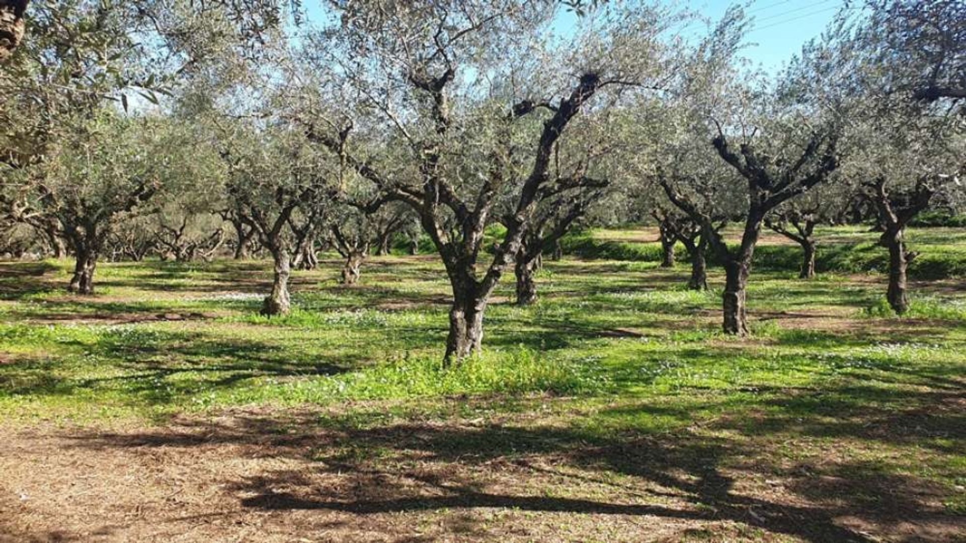 Γη σε Γαϊτάνι, Ιωνία Νησιά 11723292