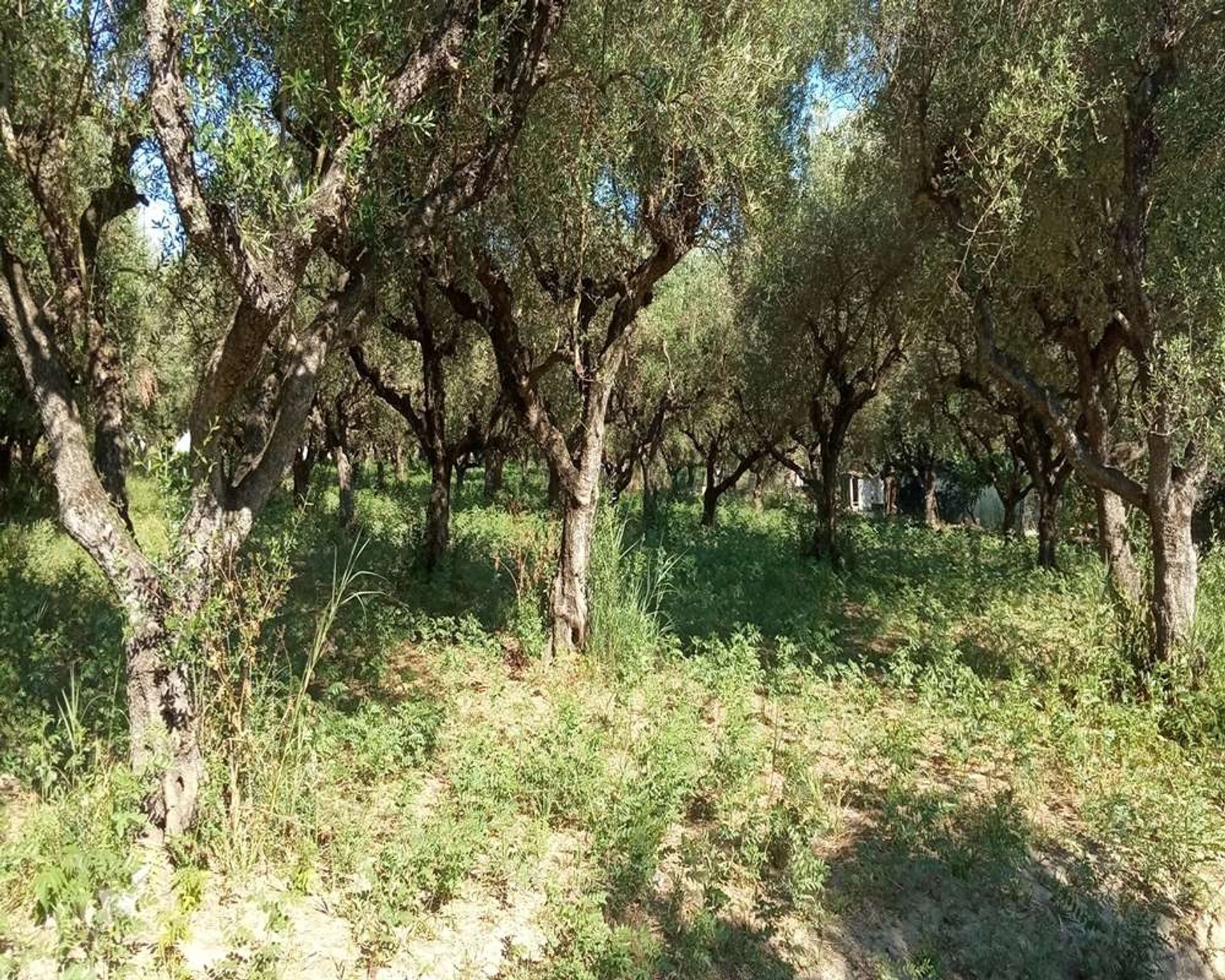 Land in Gaitani, Ionia Nisia 11723305