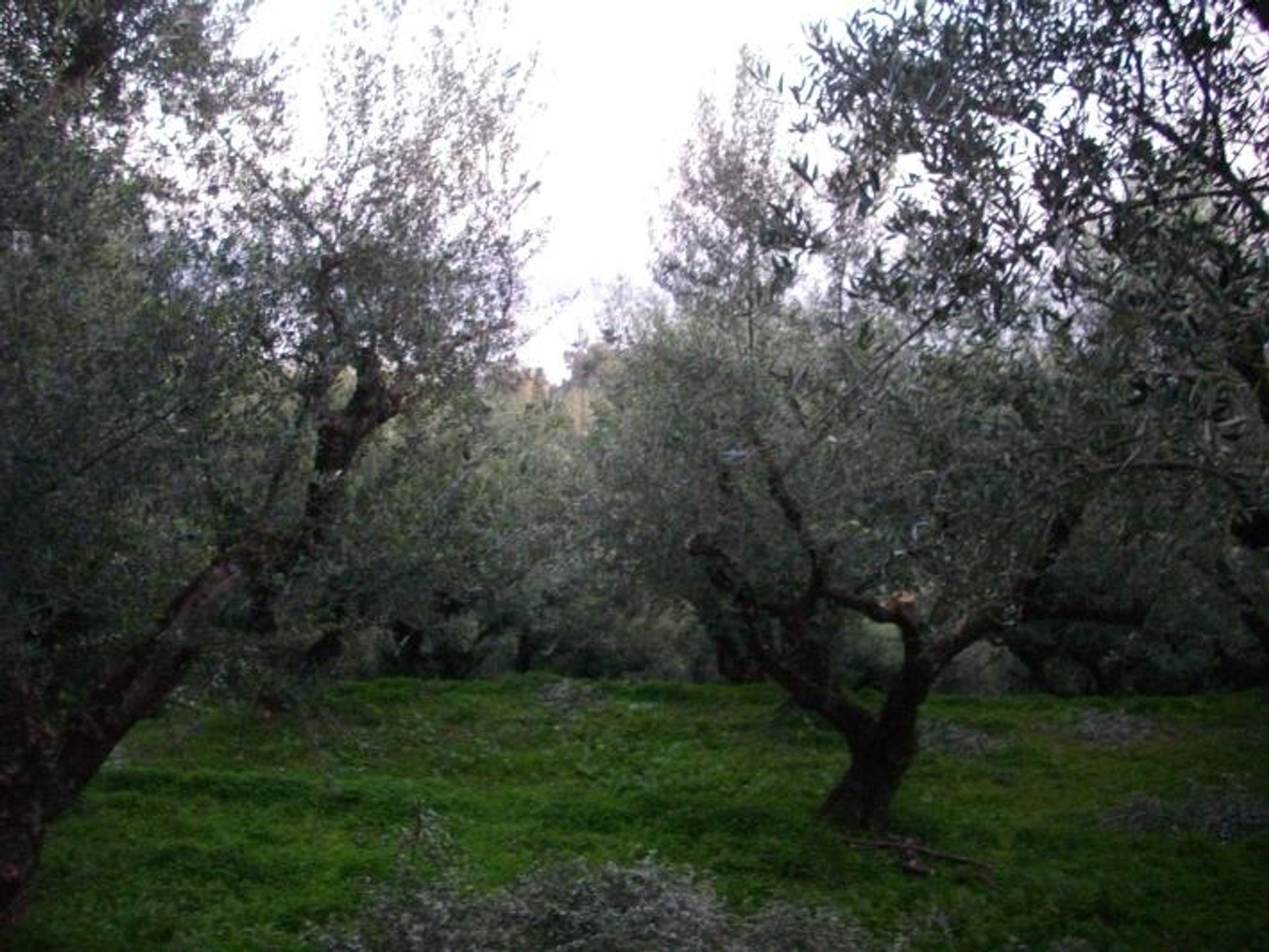 Land i Gaitani, Ionia Nisia 11723362