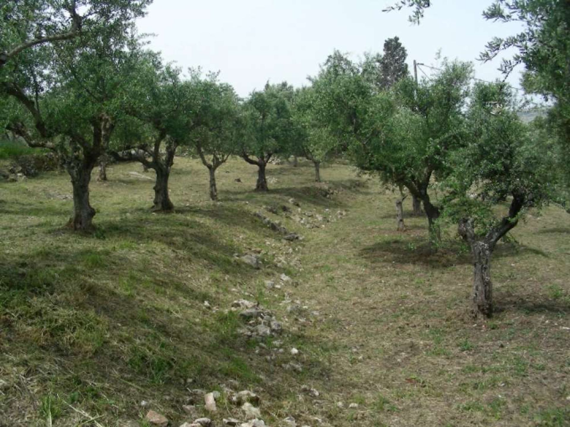 Land i Gaitani, Ionia Nisia 11723397