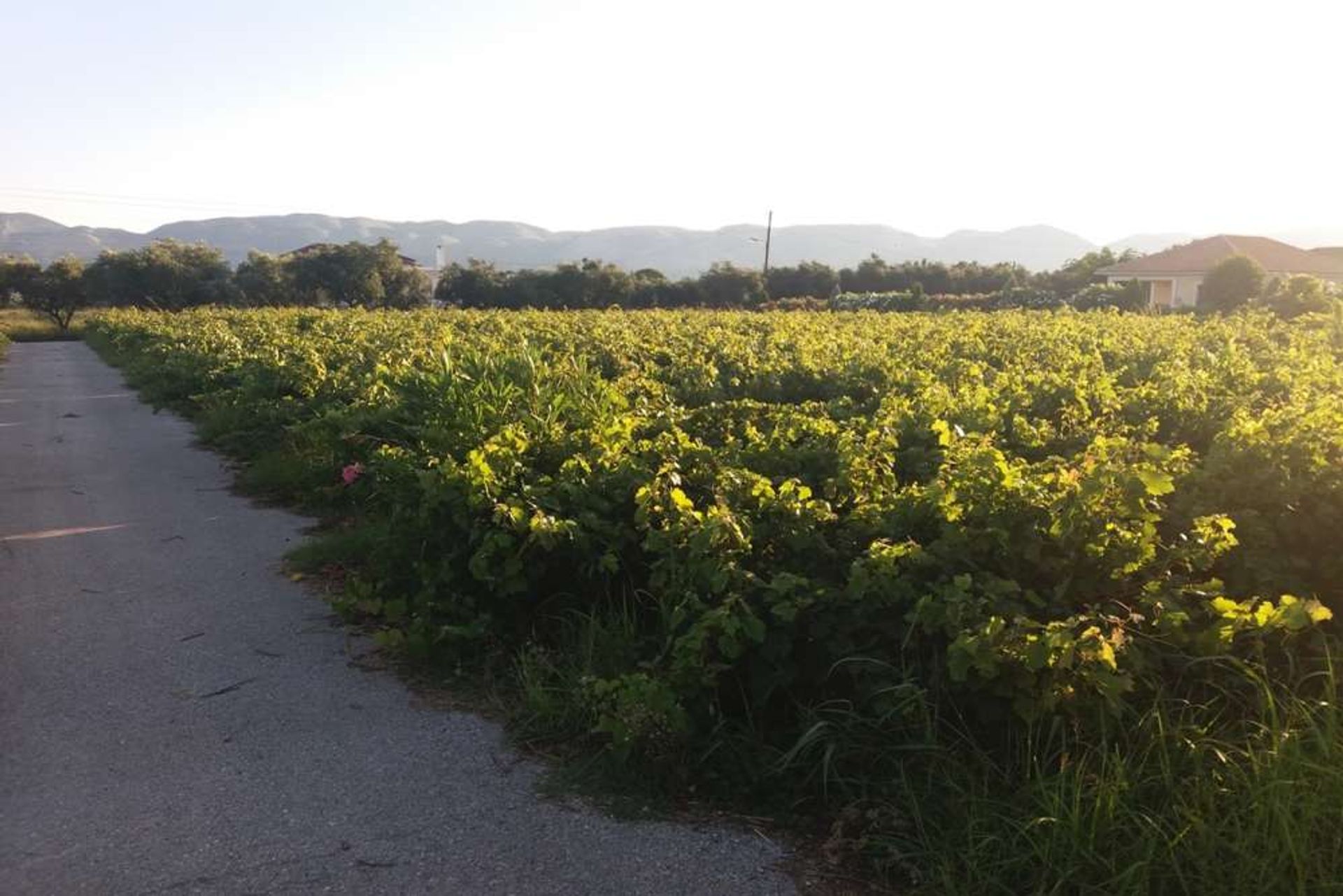 Συγκυριαρχία σε Γαϊτάνι, Ιωνία Νησιά 11723440