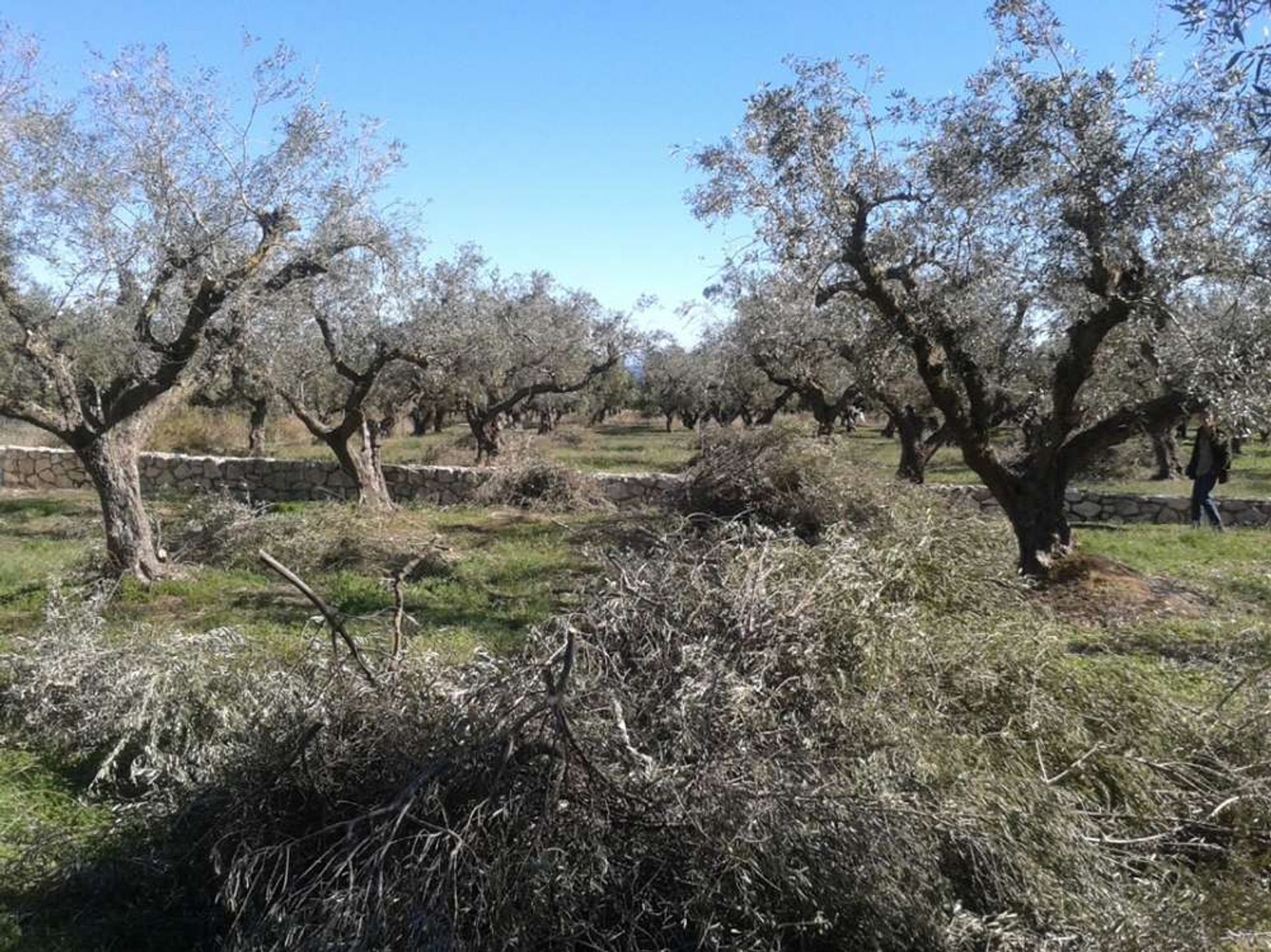 Συγκυριαρχία σε Γαϊτάνι, Ιωνία Νησιά 11723483