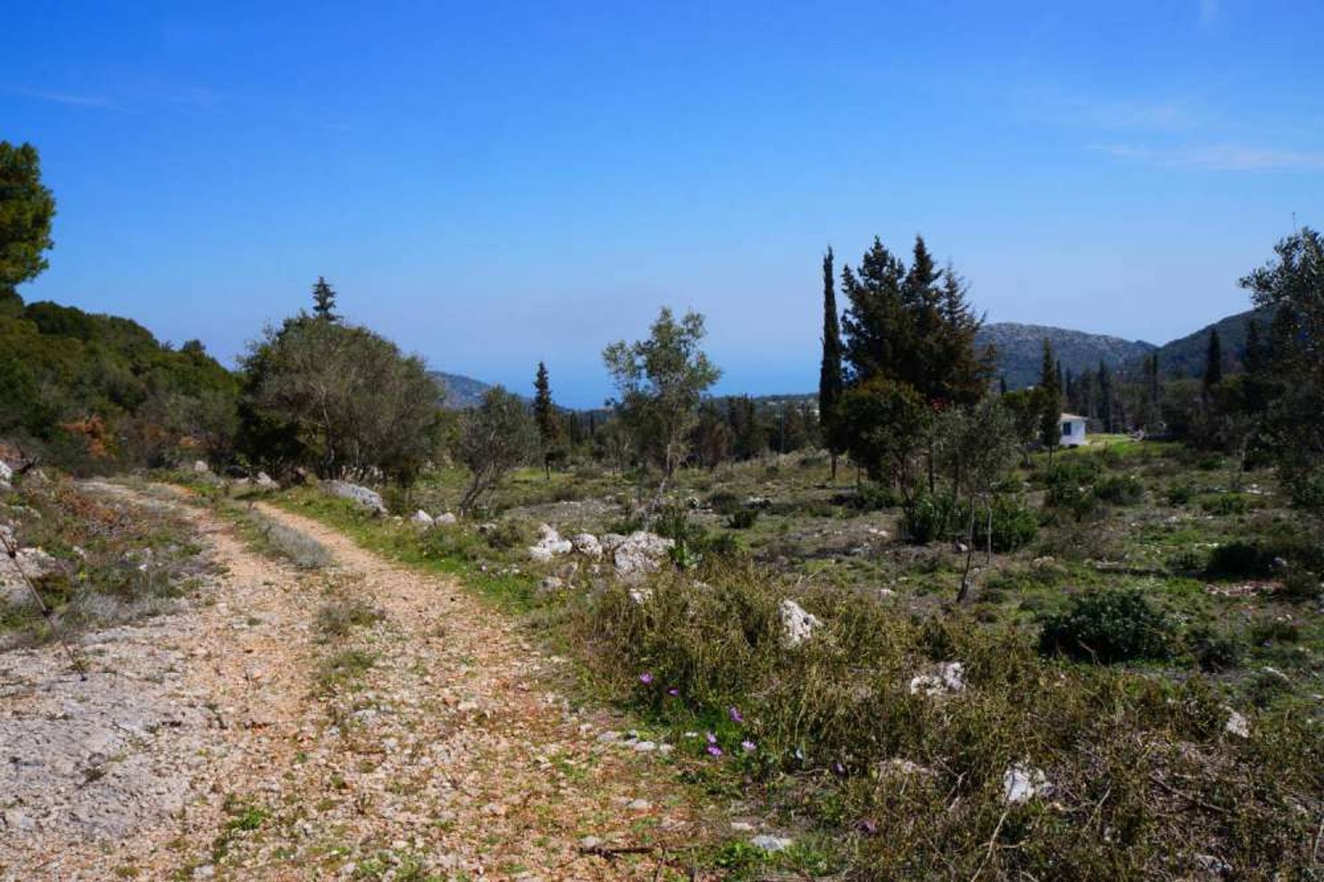 ארץ ב גאיטני, יוניה ניסיה 11723524