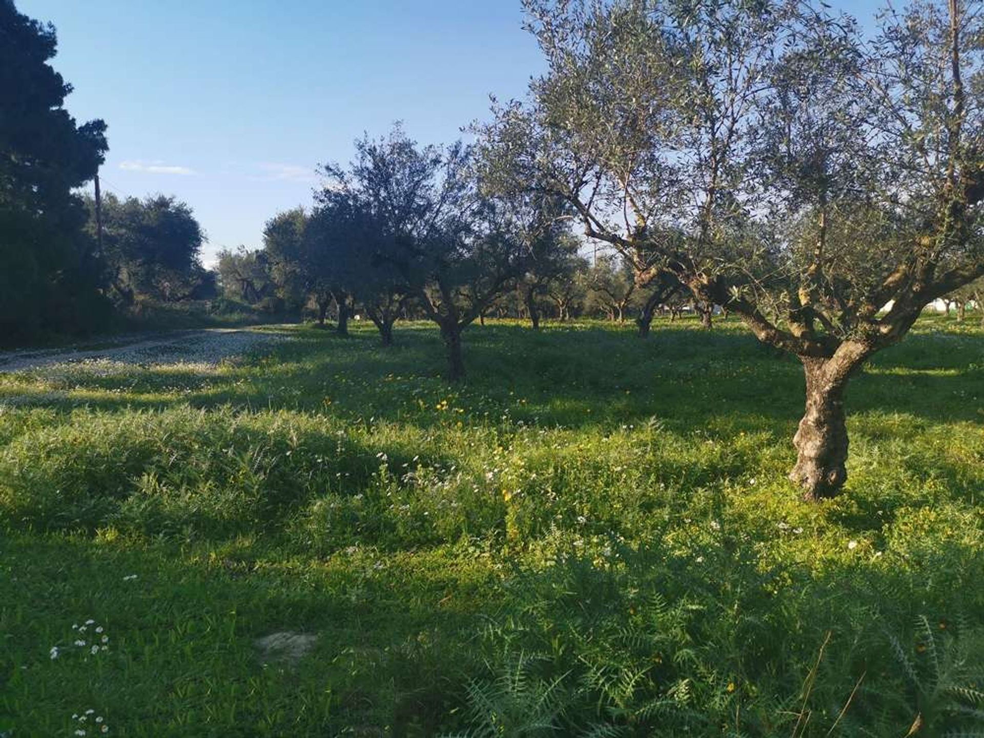 Land i Gaitani, Ionia Nisia 11723627