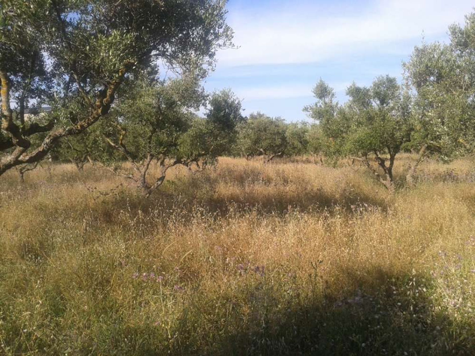 Συγκυριαρχία σε Γαϊτάνι, Ιωνία Νησιά 11723661