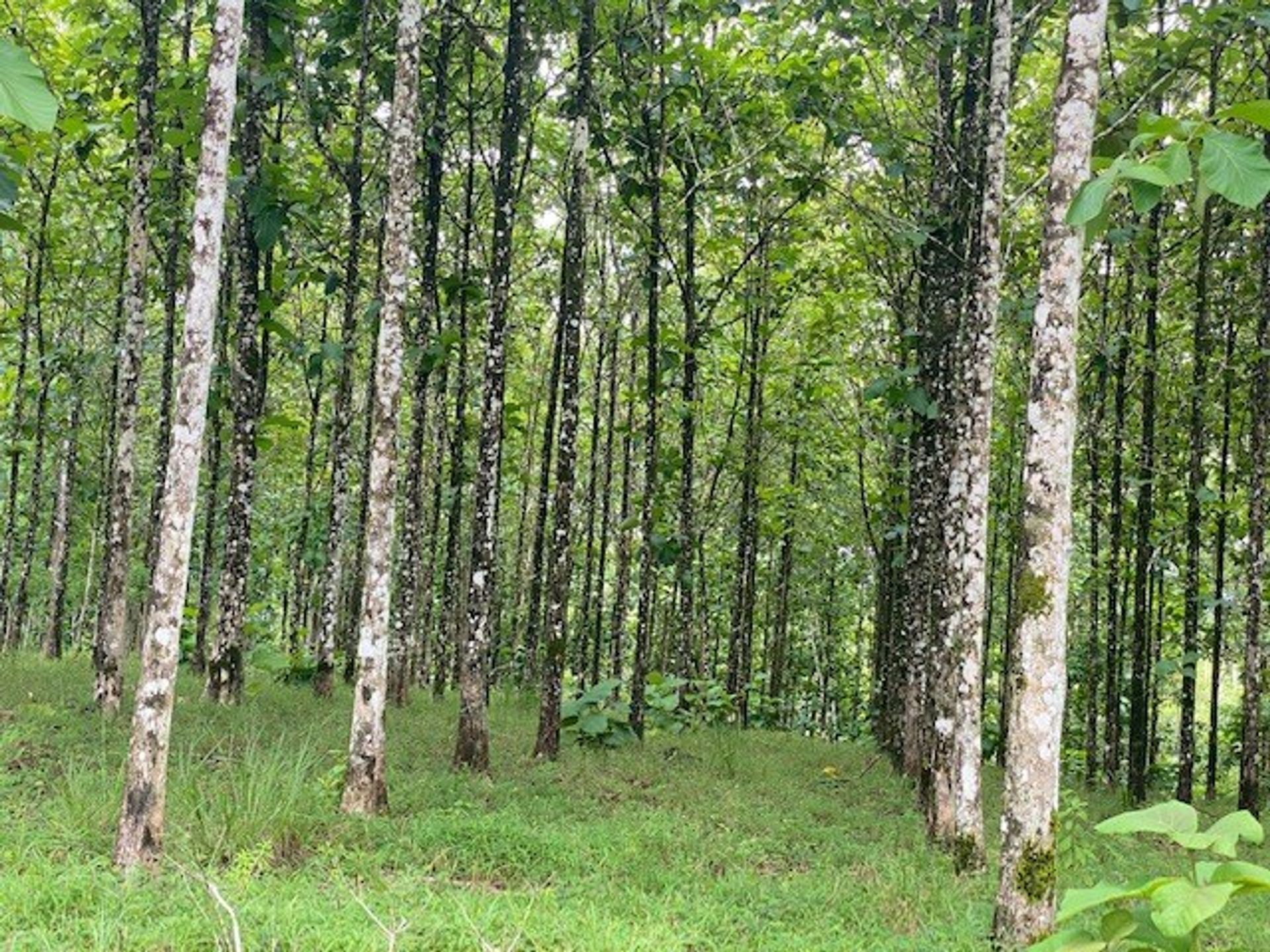 Tanah di Abundancia, Alajuela 11723740